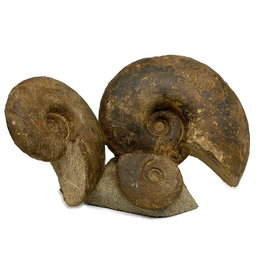 16.4 lbs, 13.5"x7.5"x3.5, Rare Ammonite Fossils, 3 piece mounted @Morocco, B3381