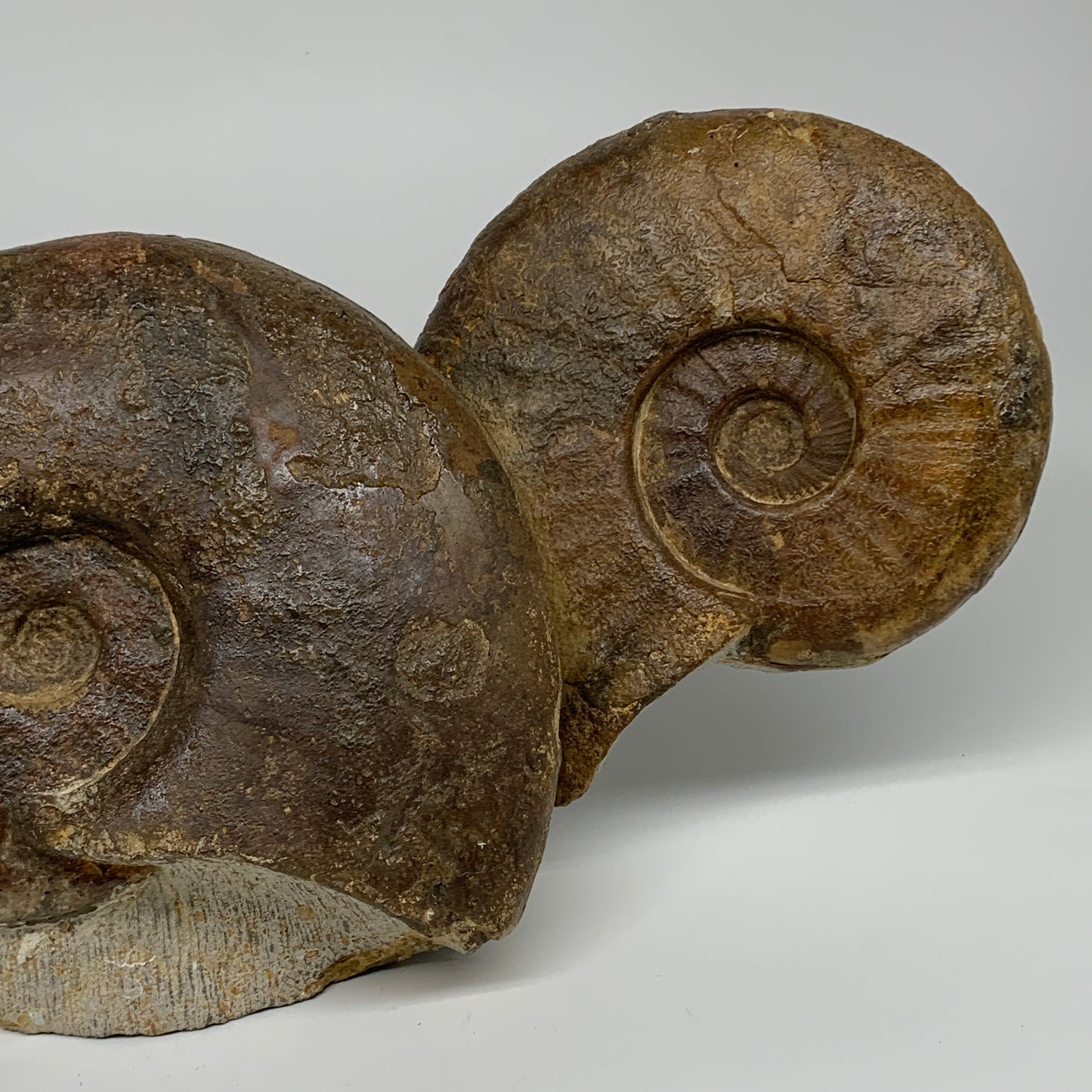 13.4 lbs, 16"x6"x3.5, Rare Ammonite Fossils, 3 piece mounted @Morocco, B33814