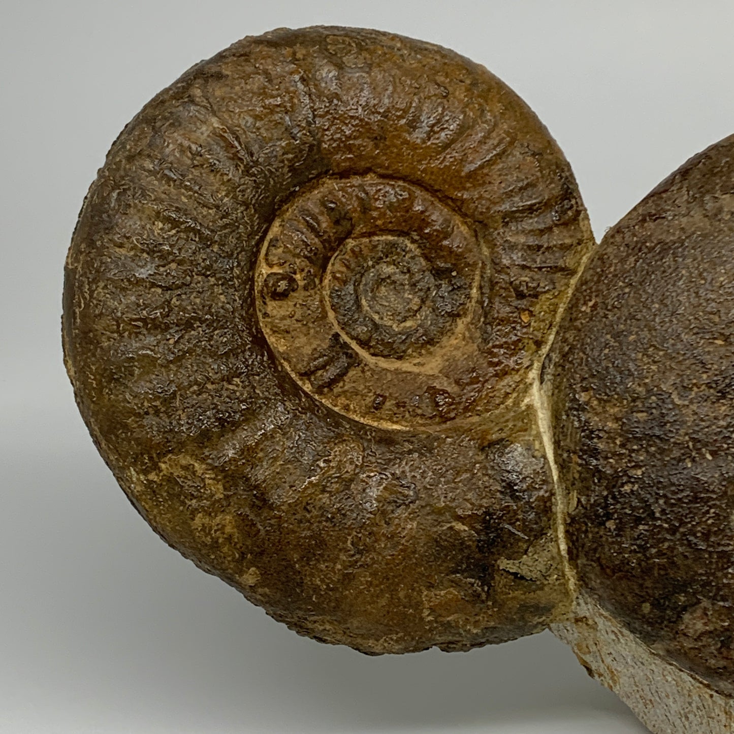 13.4 lbs, 16"x6"x3.5, Rare Ammonite Fossils, 3 piece mounted @Morocco, B33814