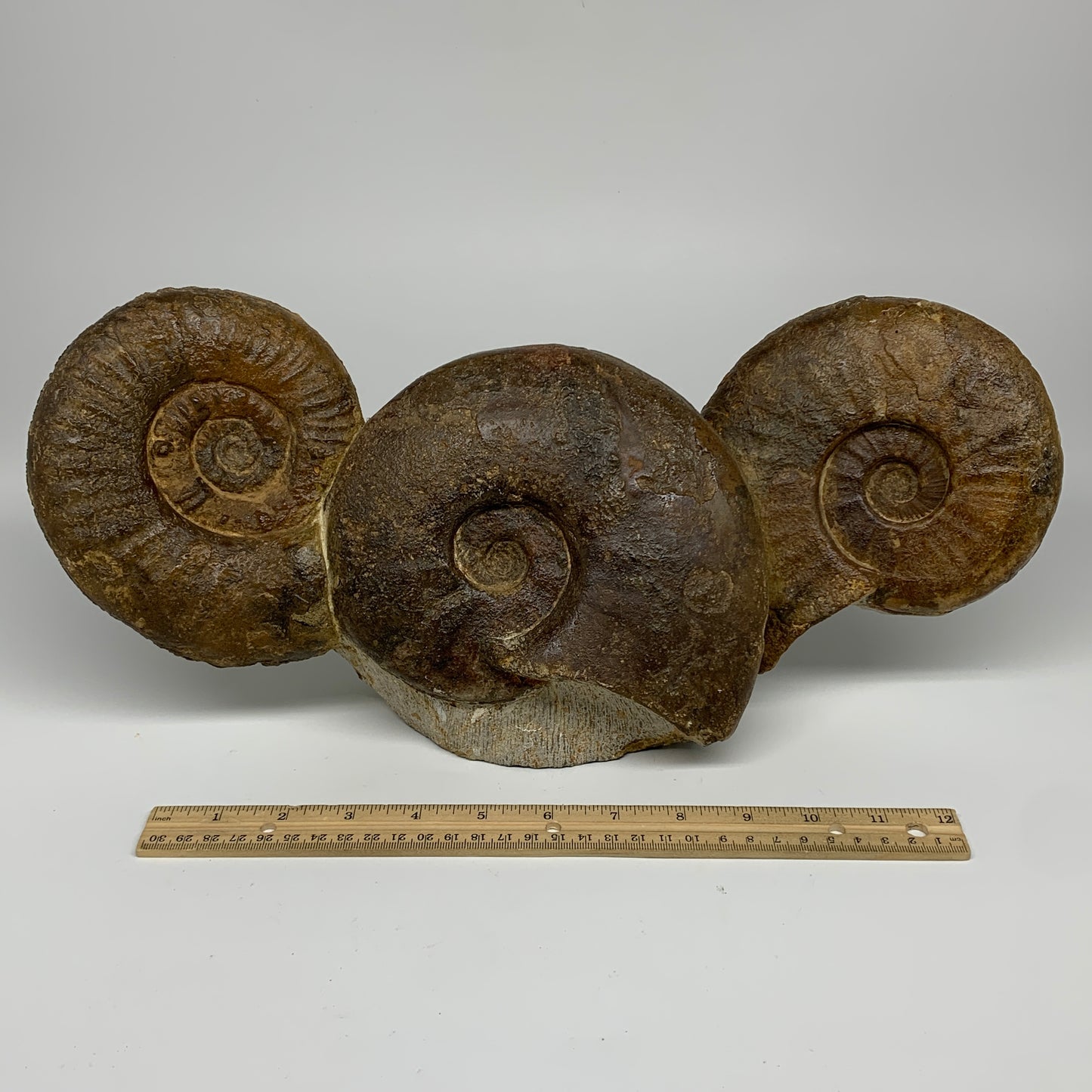 13.4 lbs, 16"x6"x3.5, Rare Ammonite Fossils, 3 piece mounted @Morocco, B33814