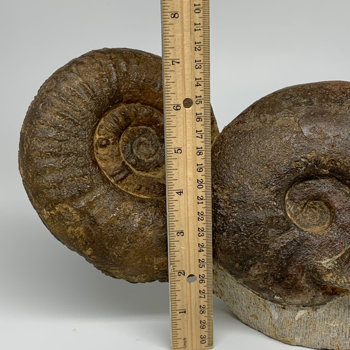 13.4 lbs, 16"x6"x3.5, Rare Ammonite Fossils, 3 piece mounted @Morocco, B33814