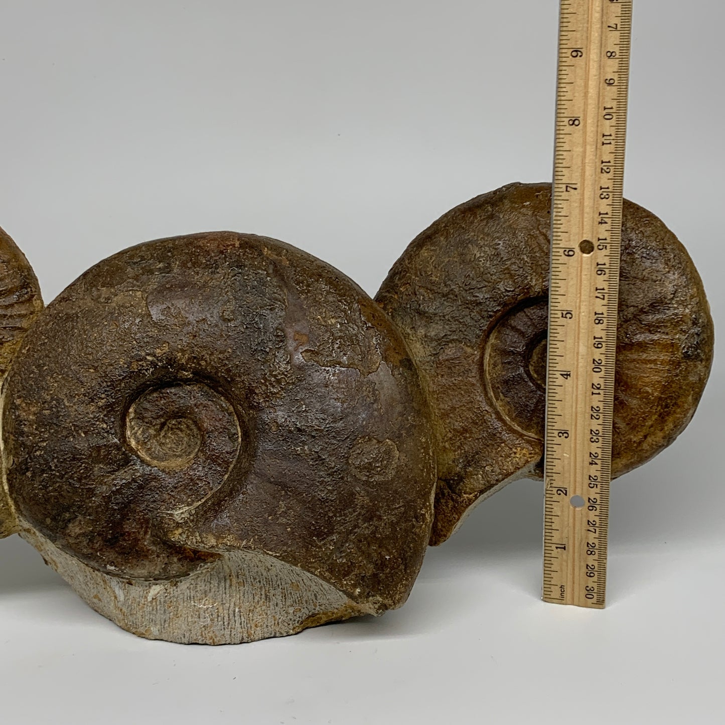 13.4 lbs, 16"x6"x3.5, Rare Ammonite Fossils, 3 piece mounted @Morocco, B33814