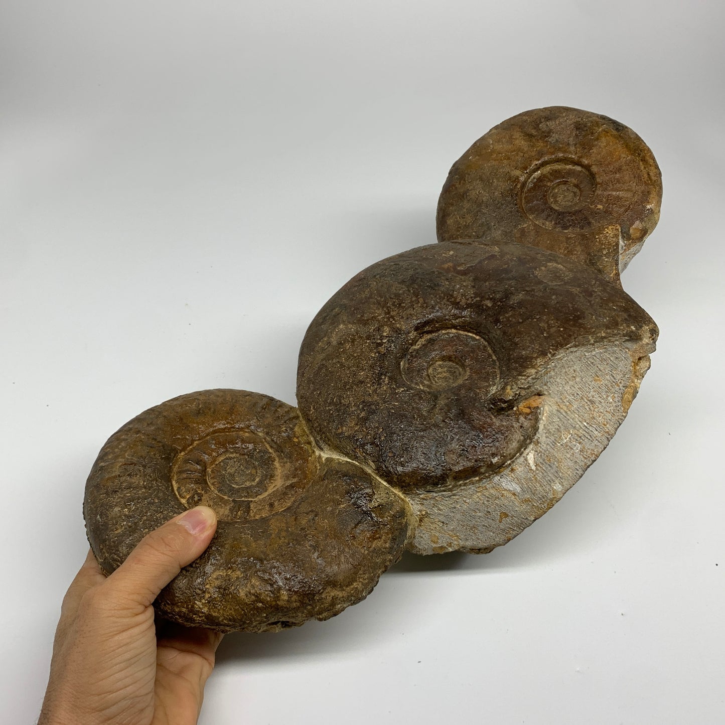 13.4 lbs, 16"x6"x3.5, Rare Ammonite Fossils, 3 piece mounted @Morocco, B33814