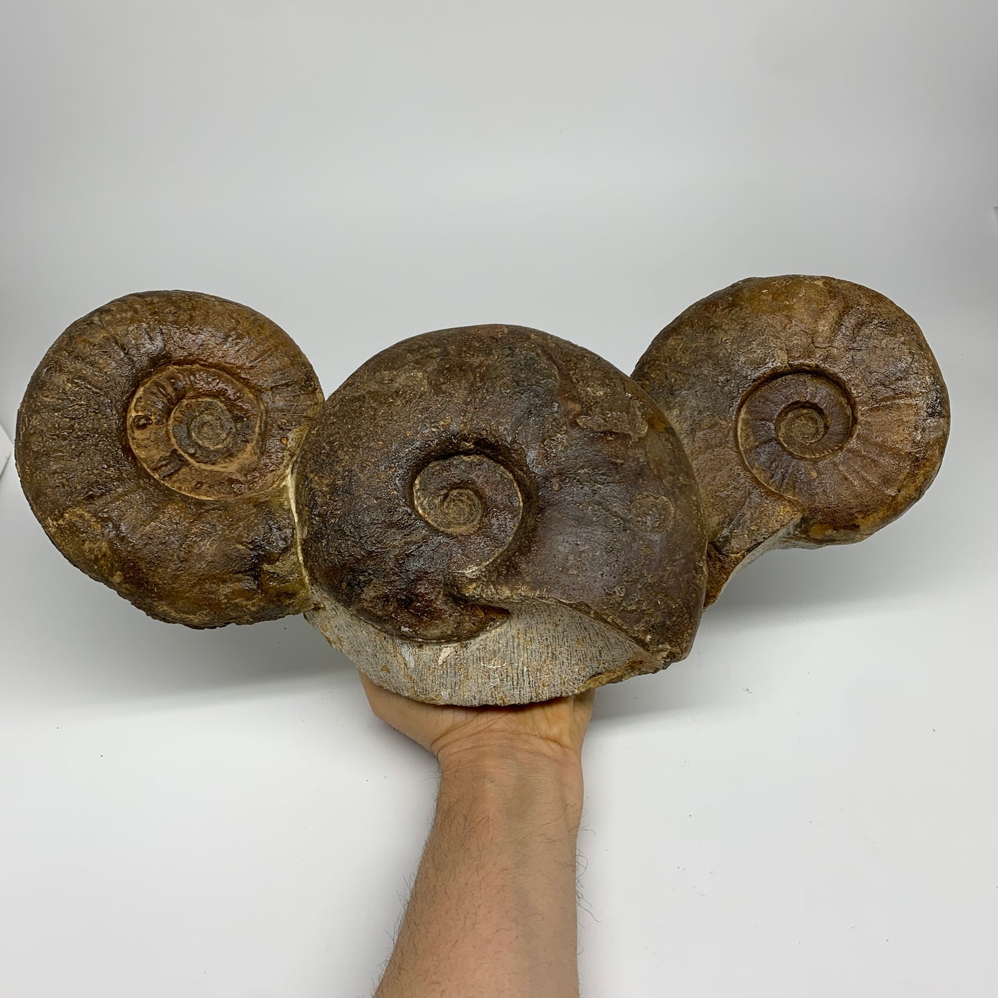 13.4 lbs, 16"x6"x3.5, Rare Ammonite Fossils, 3 piece mounted @Morocco, B33814