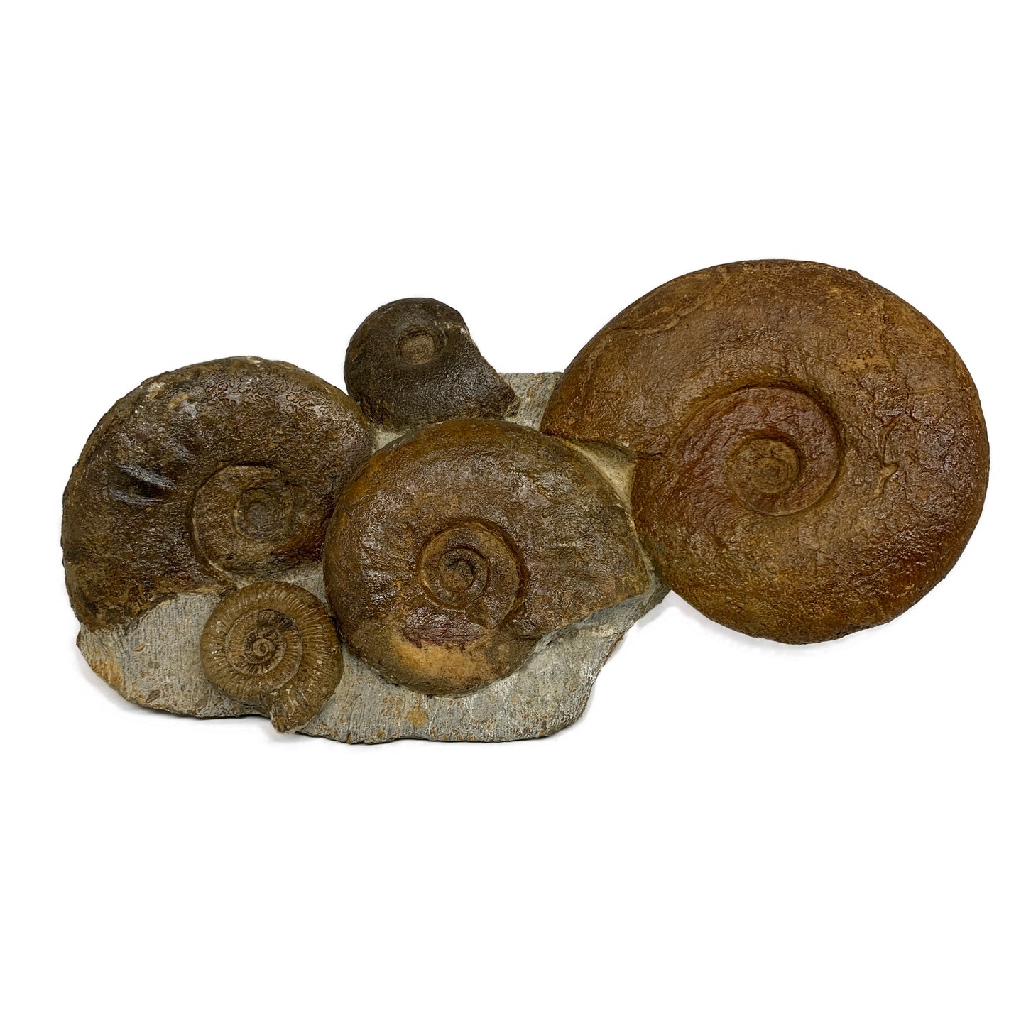 11.7 lbs, 13"x6"x3.5, Rare Ammonite Fossils, 5 piece mounted @Morocco, B33815