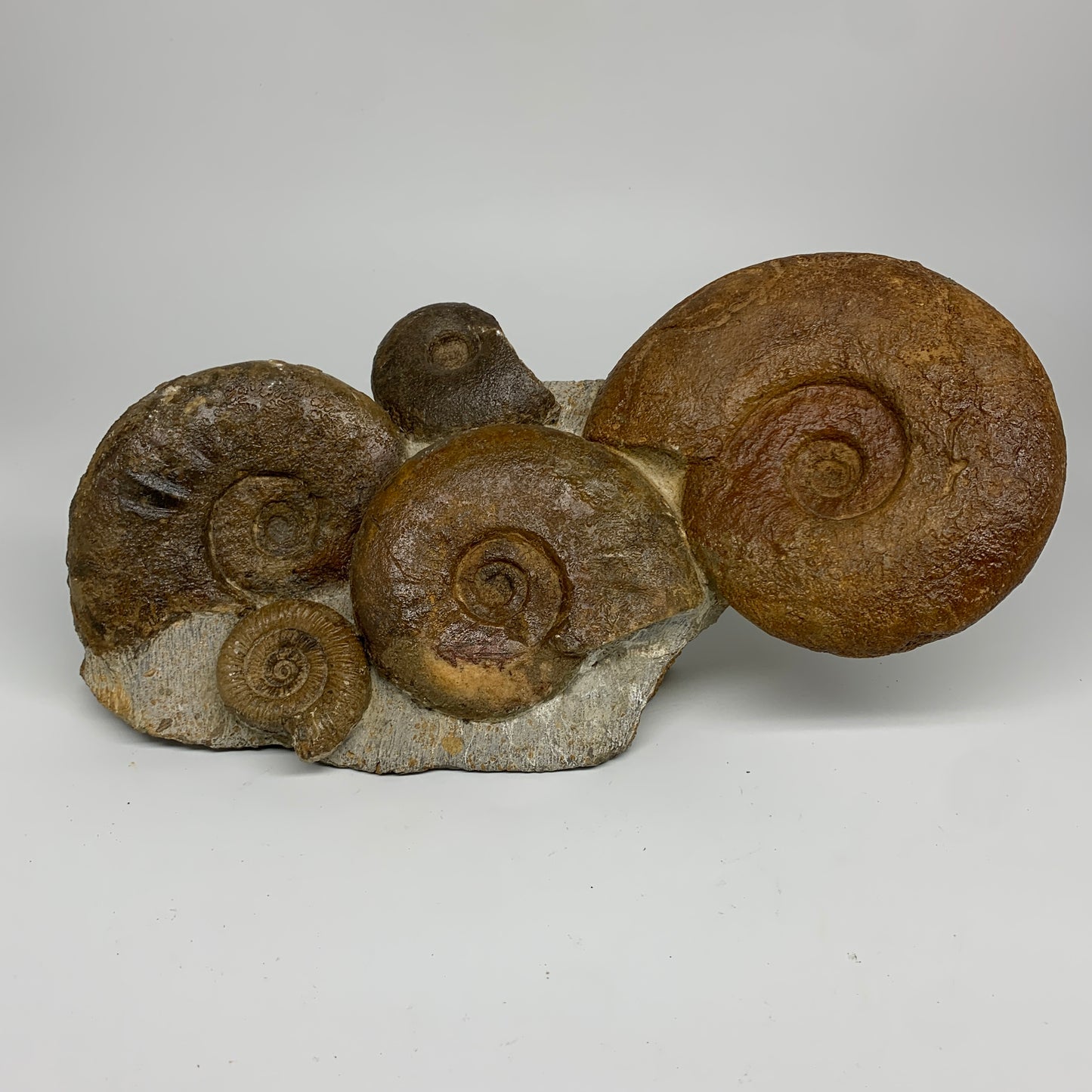 11.7 lbs, 13"x6"x3.5, Rare Ammonite Fossils, 5 piece mounted @Morocco, B33815