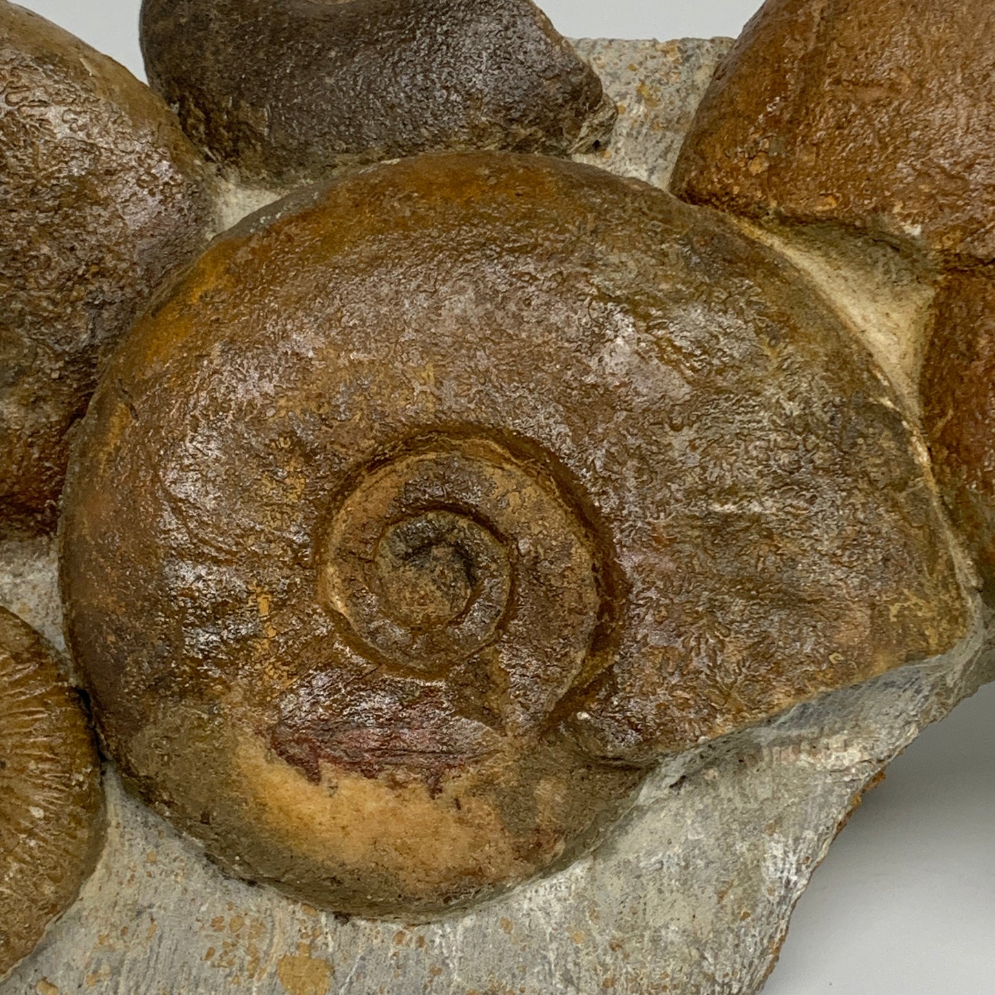 11.7 lbs, 13"x6"x3.5, Rare Ammonite Fossils, 5 piece mounted @Morocco, B33815