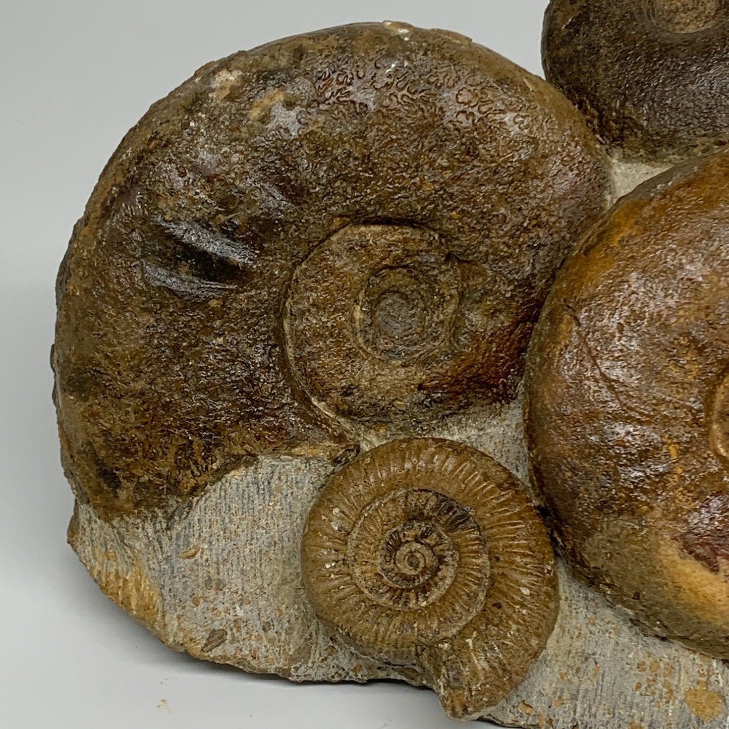 11.7 lbs, 13"x6"x3.5, Rare Ammonite Fossils, 5 piece mounted @Morocco, B33815