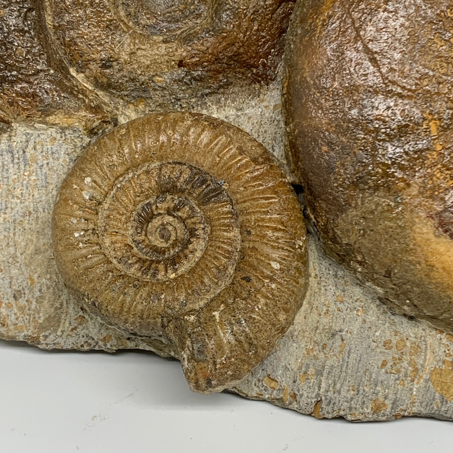 11.7 lbs, 13"x6"x3.5, Rare Ammonite Fossils, 5 piece mounted @Morocco, B33815