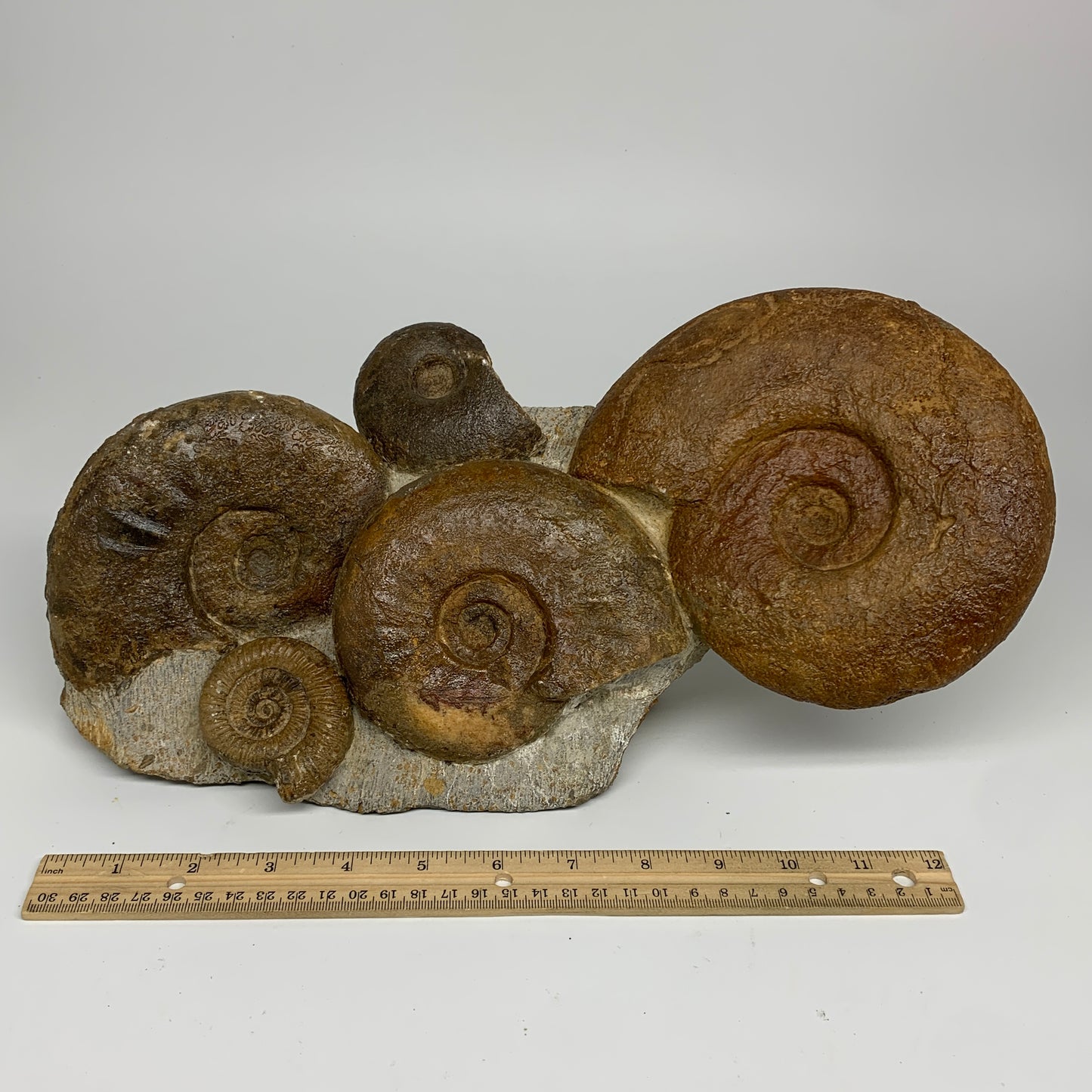 11.7 lbs, 13"x6"x3.5, Rare Ammonite Fossils, 5 piece mounted @Morocco, B33815