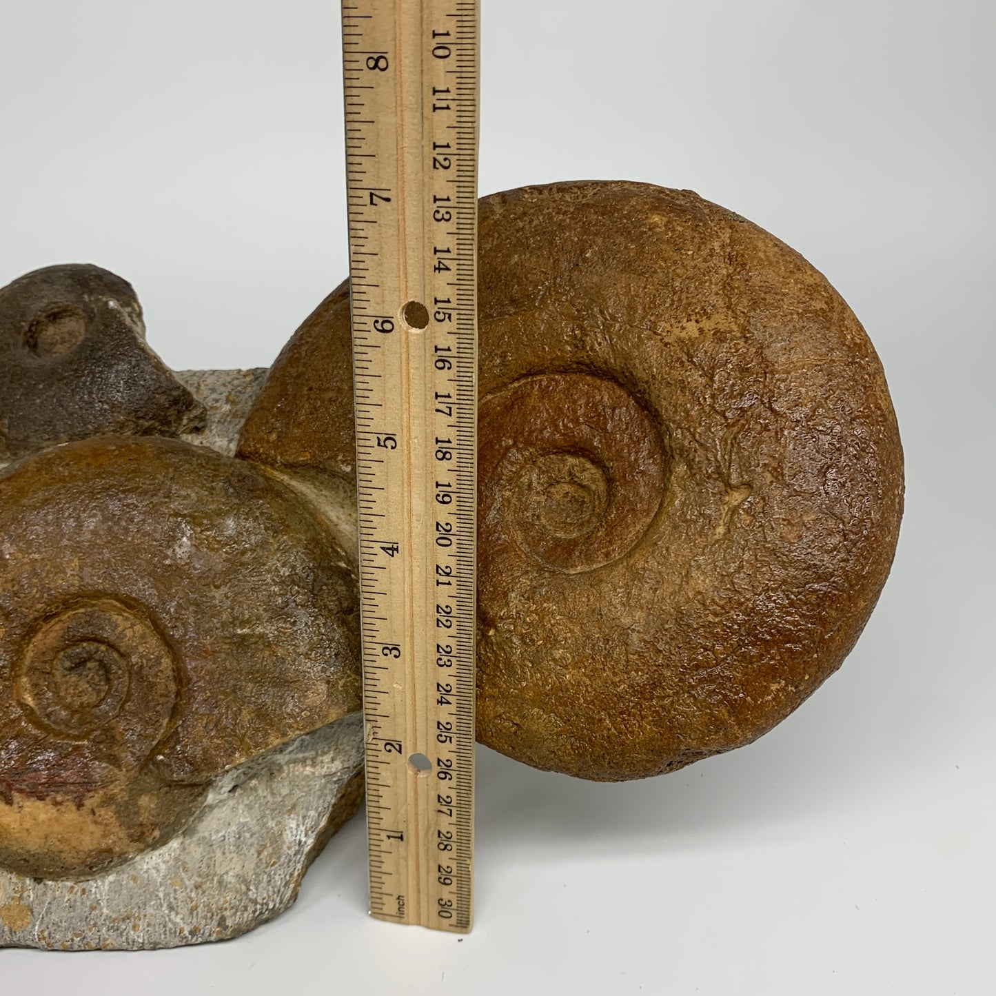 11.7 lbs, 13"x6"x3.5, Rare Ammonite Fossils, 5 piece mounted @Morocco, B33815