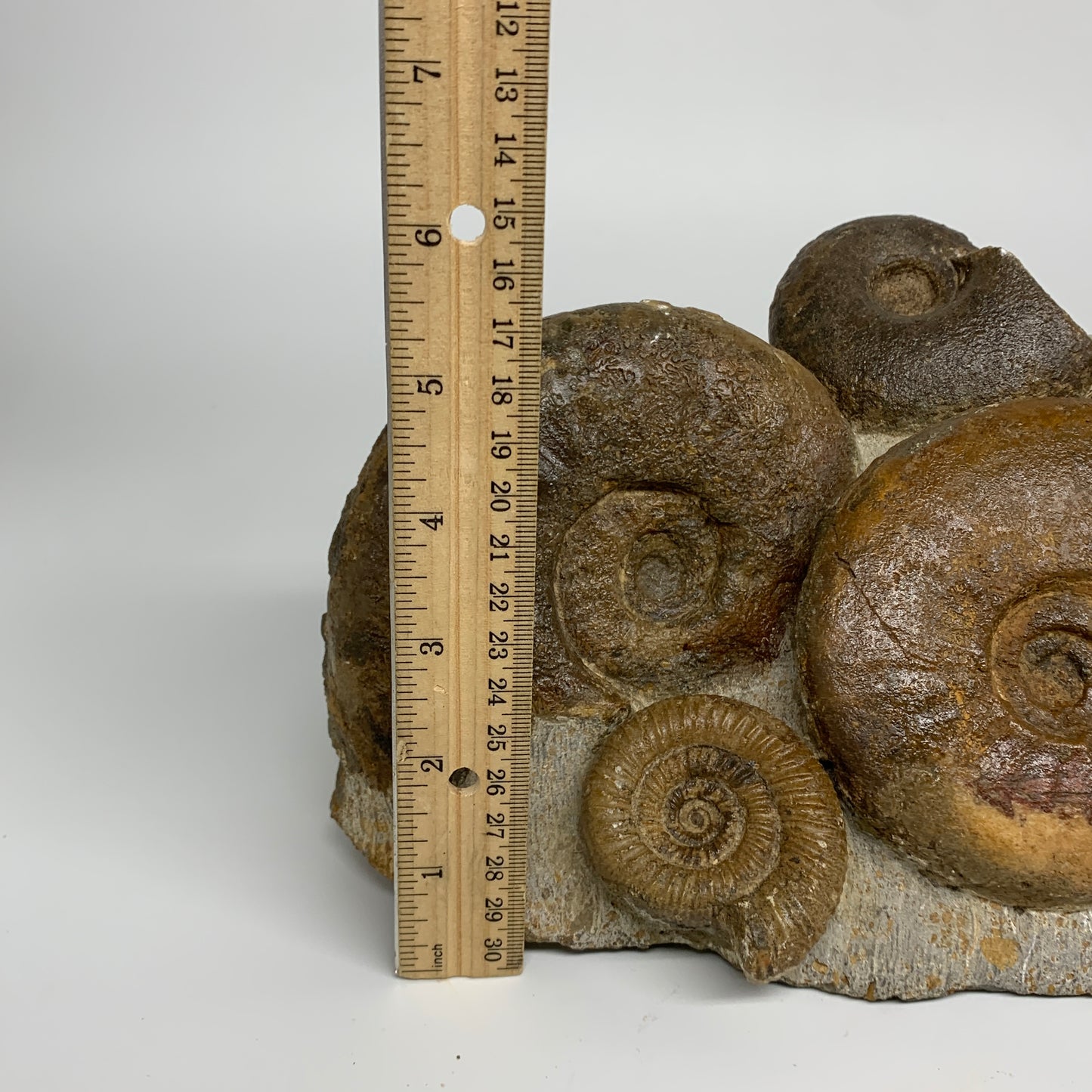 11.7 lbs, 13"x6"x3.5, Rare Ammonite Fossils, 5 piece mounted @Morocco, B33815