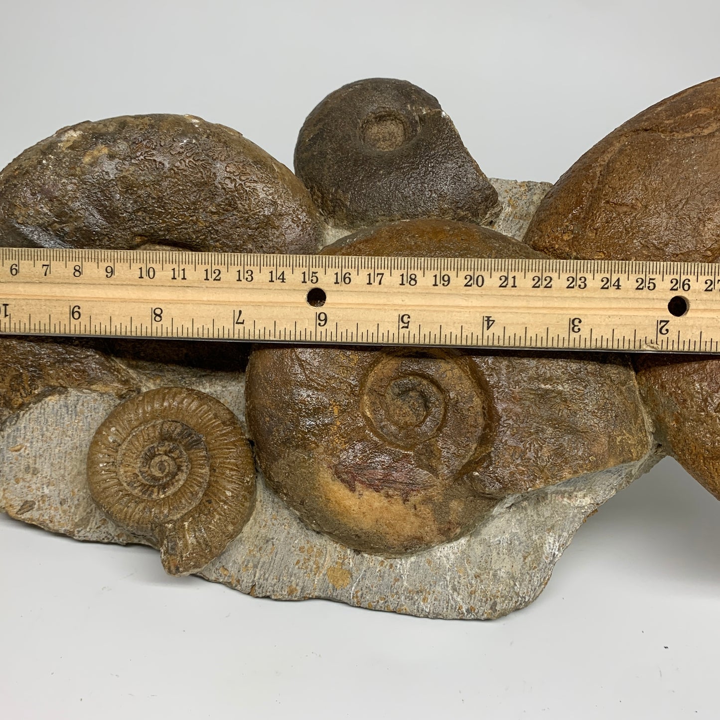 11.7 lbs, 13"x6"x3.5, Rare Ammonite Fossils, 5 piece mounted @Morocco, B33815