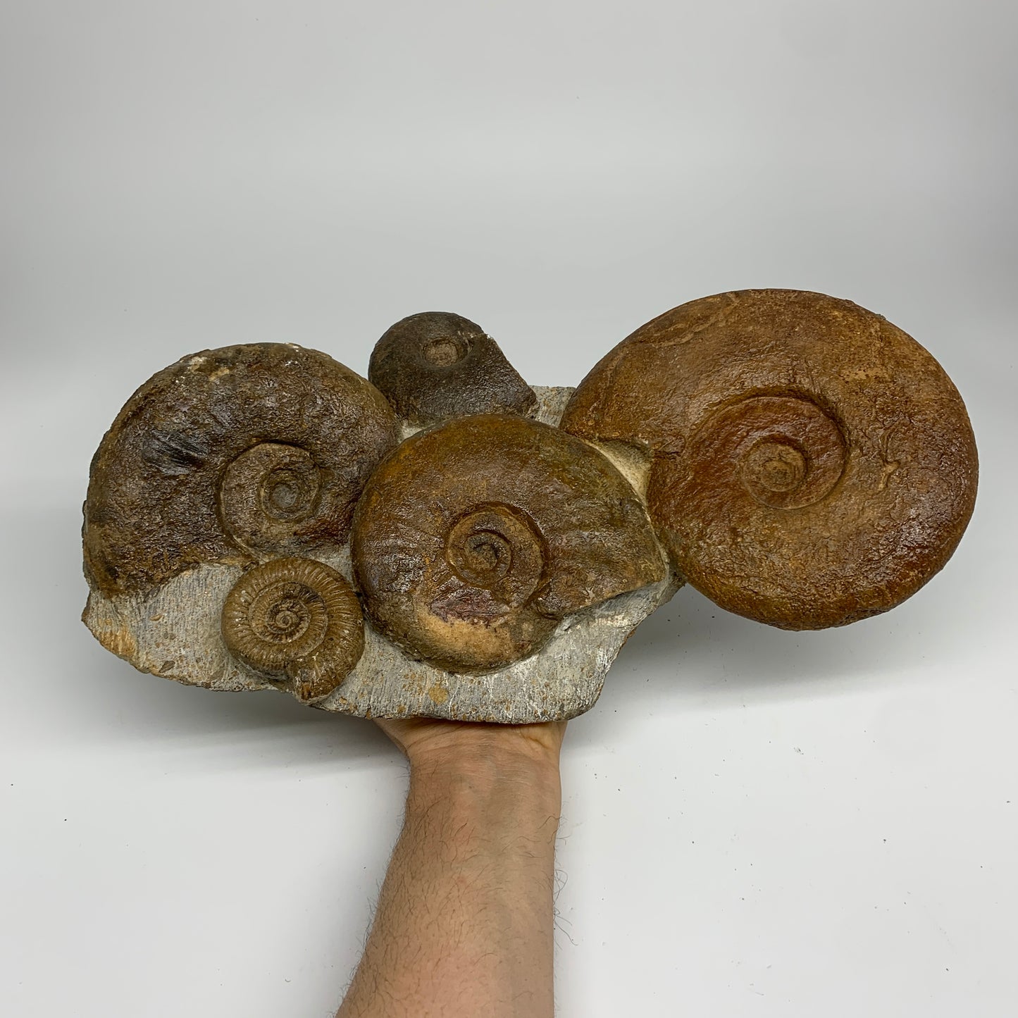 11.7 lbs, 13"x6"x3.5, Rare Ammonite Fossils, 5 piece mounted @Morocco, B33815