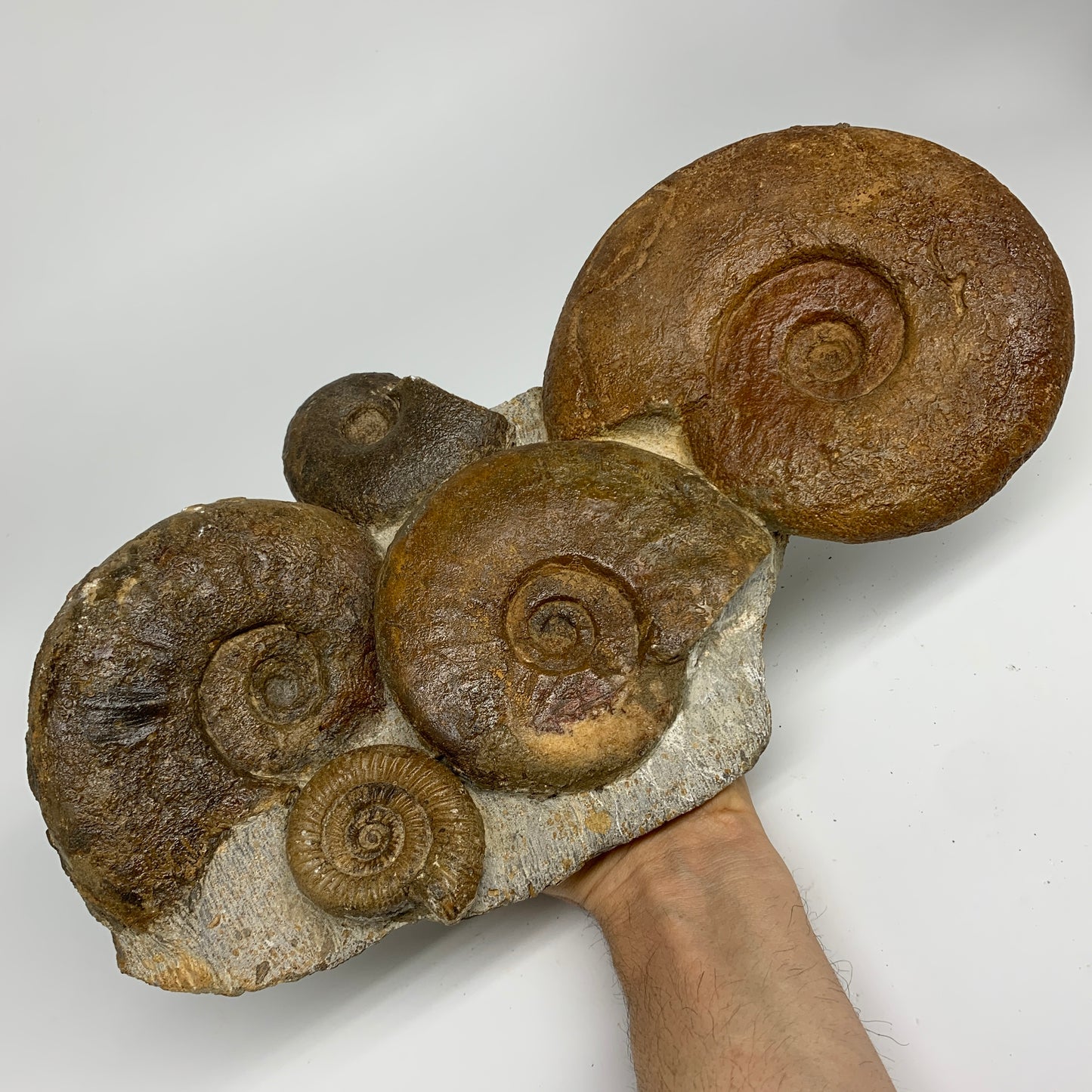 11.7 lbs, 13"x6"x3.5, Rare Ammonite Fossils, 5 piece mounted @Morocco, B33815