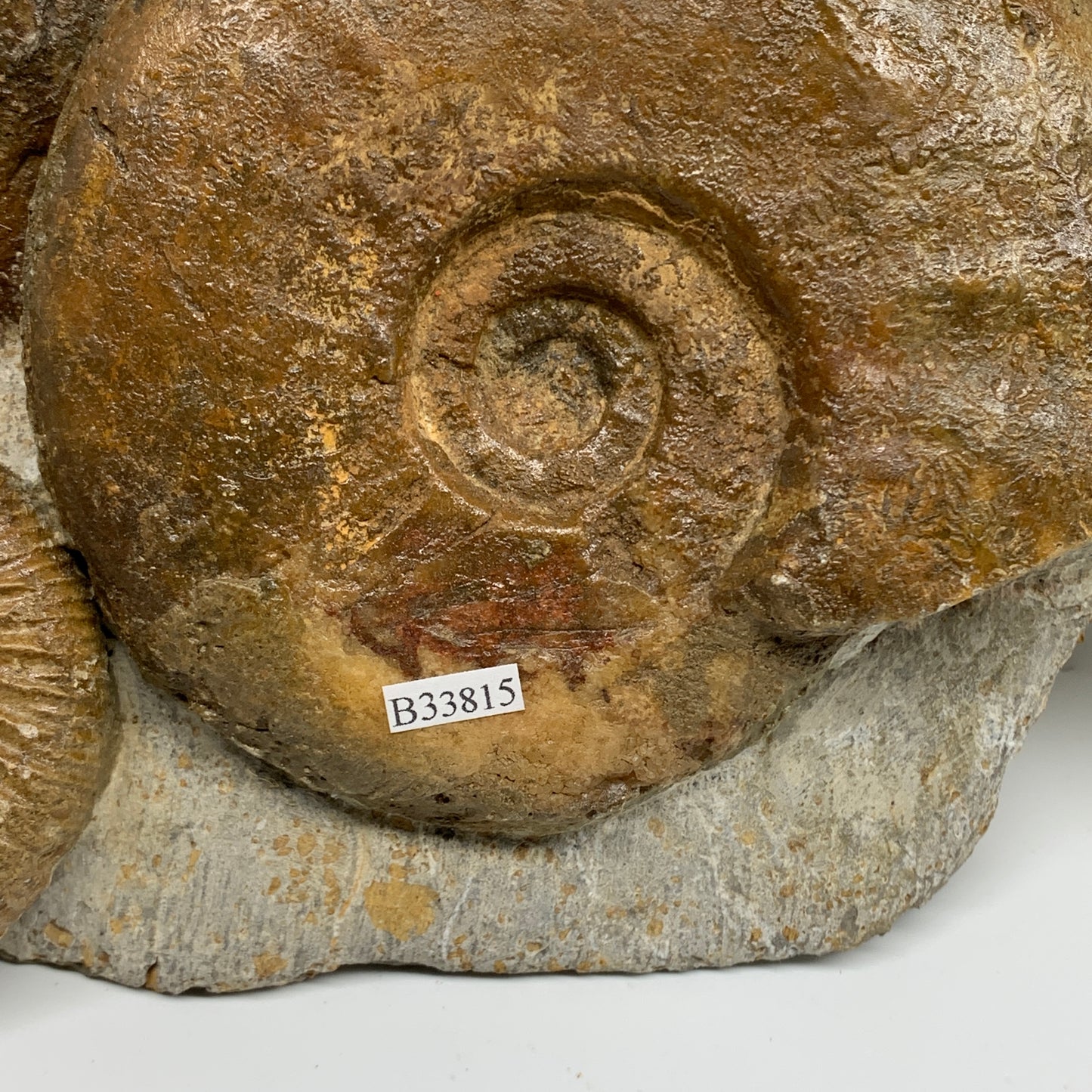 11.7 lbs, 13"x6"x3.5, Rare Ammonite Fossils, 5 piece mounted @Morocco, B33815