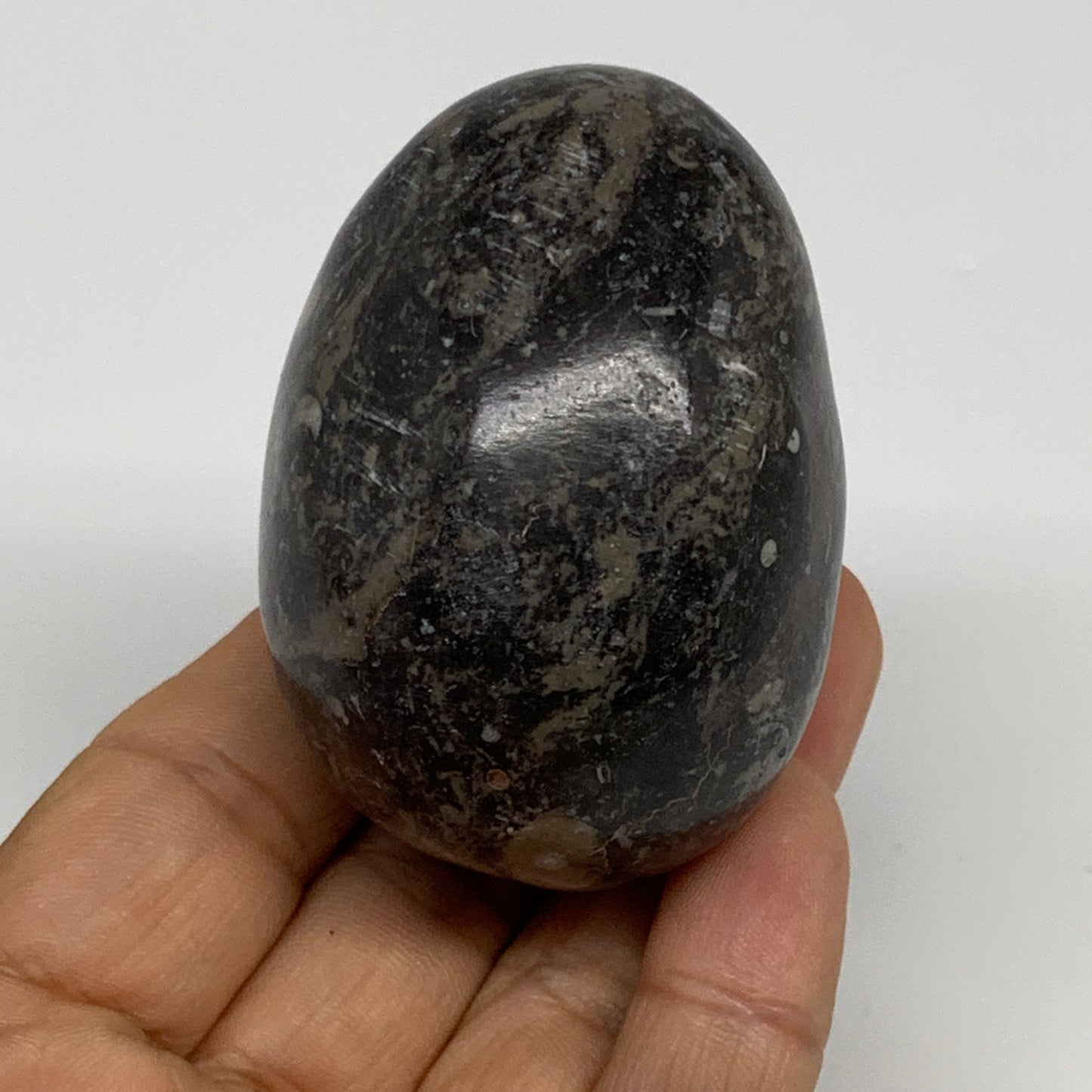 168.2g, 2.4"x1.7", Natural Fossil Orthoceras Stone Egg from Morocco, B31057