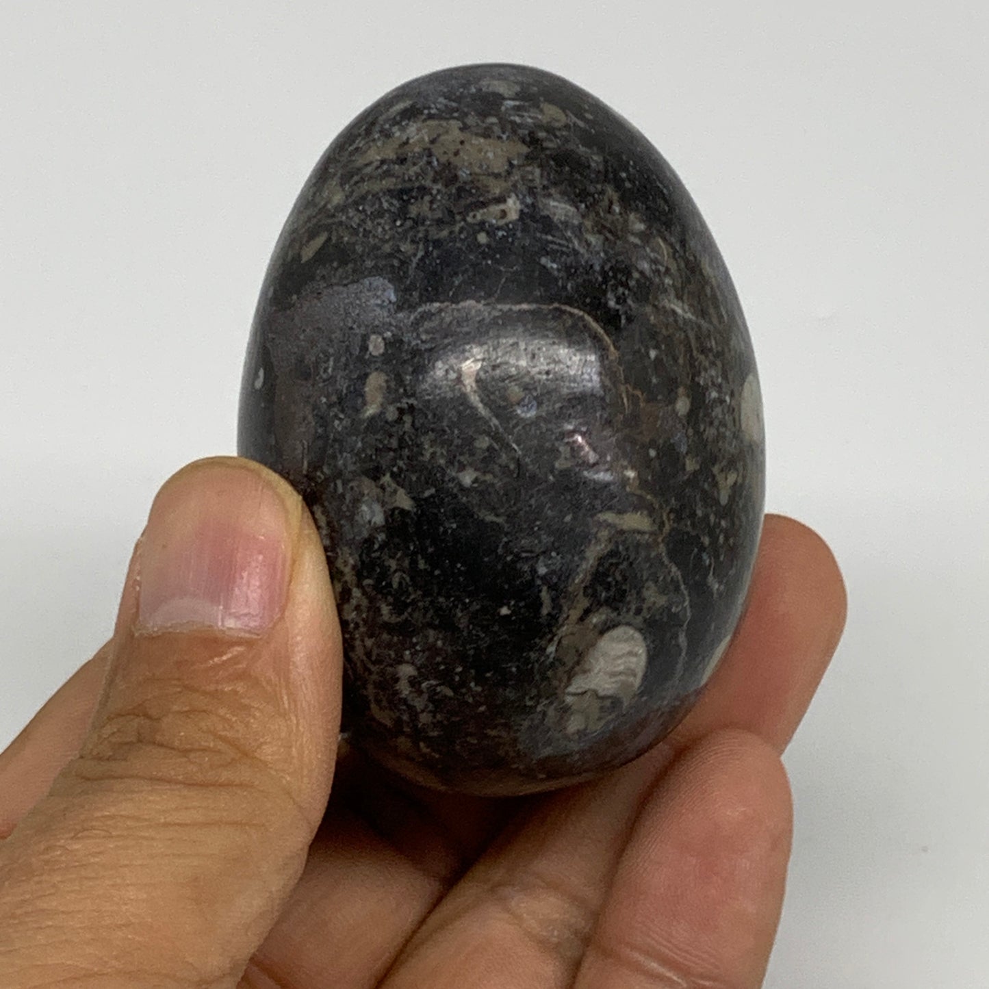 168.2g, 2.4"x1.7", Natural Fossil Orthoceras Stone Egg from Morocco, B31057