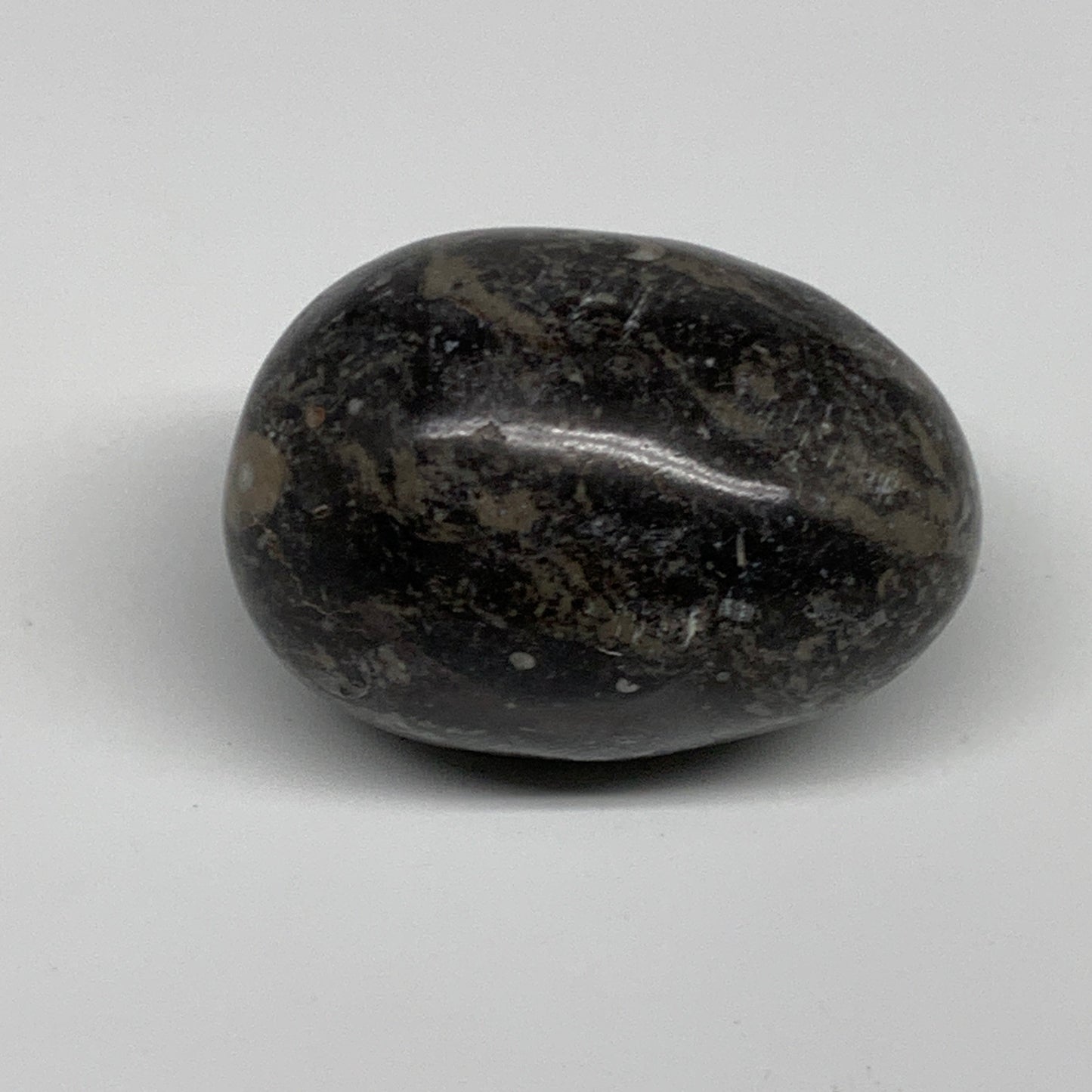 168.2g, 2.4"x1.7", Natural Fossil Orthoceras Stone Egg from Morocco, B31057