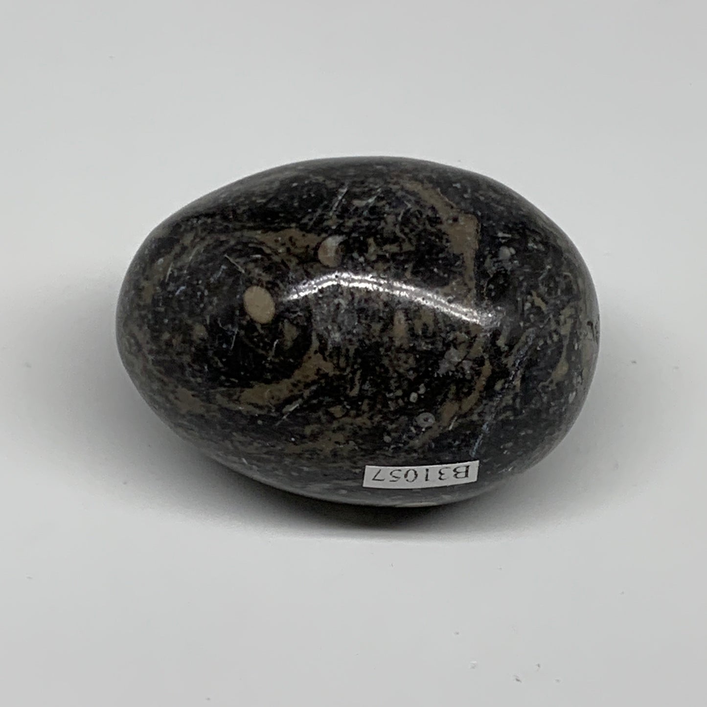 168.2g, 2.4"x1.7", Natural Fossil Orthoceras Stone Egg from Morocco, B31057