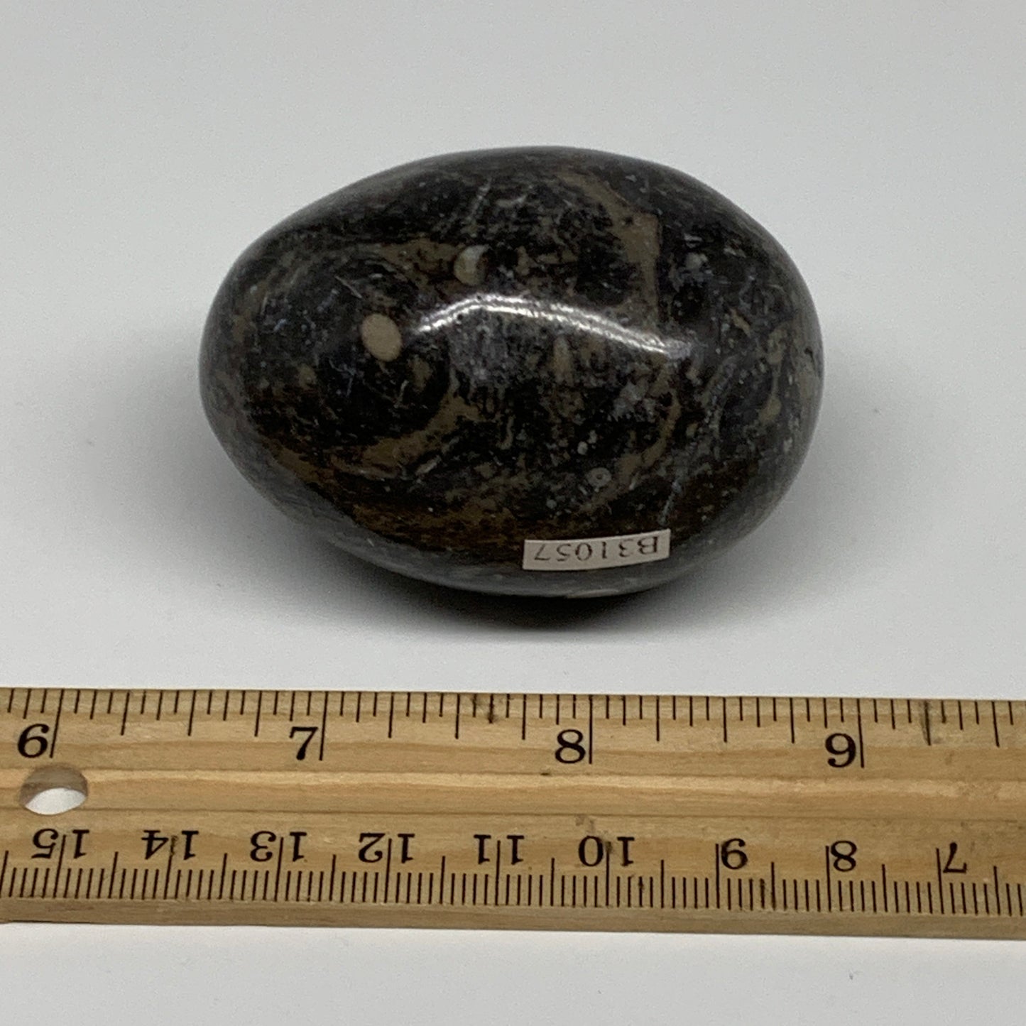 168.2g, 2.4"x1.7", Natural Fossil Orthoceras Stone Egg from Morocco, B31057