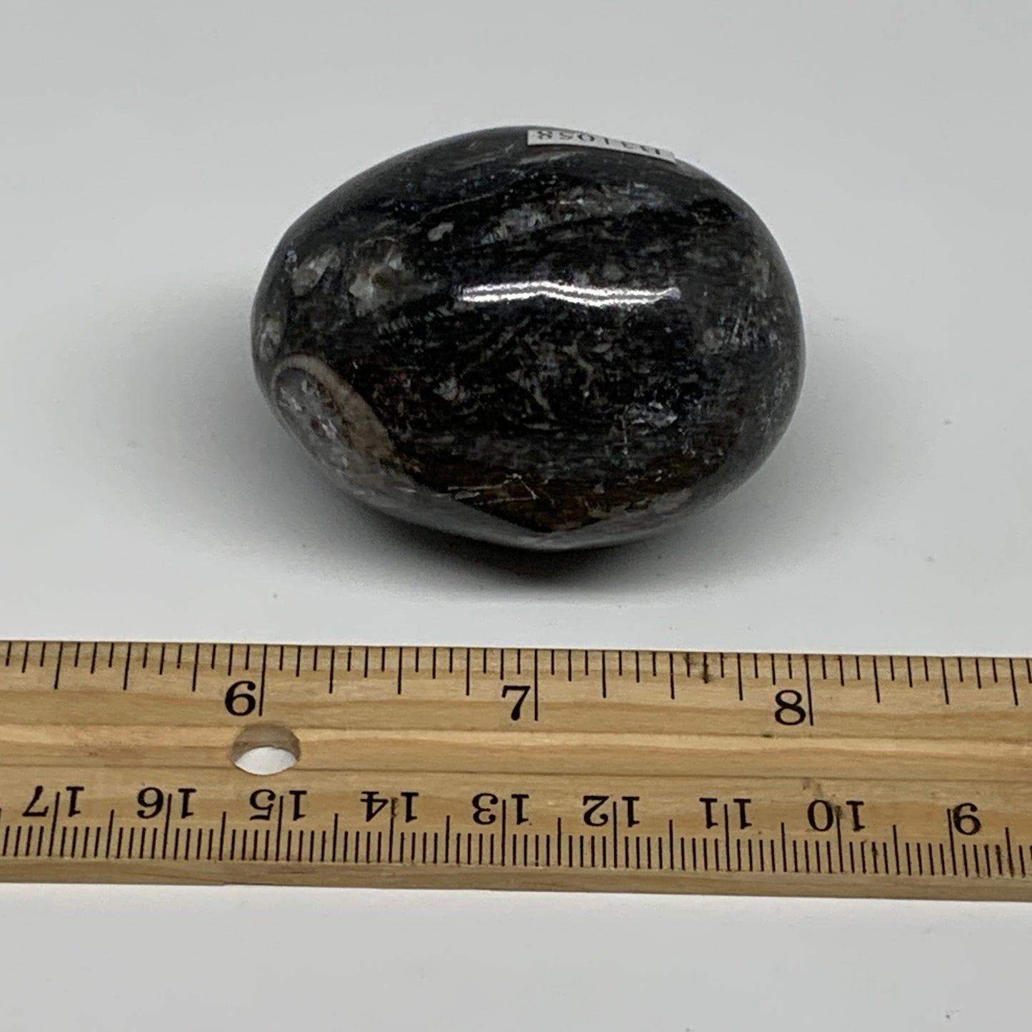 125.6g, 2.1"x1.6", Natural Fossil Orthoceras Stone Egg from Morocco, B31058