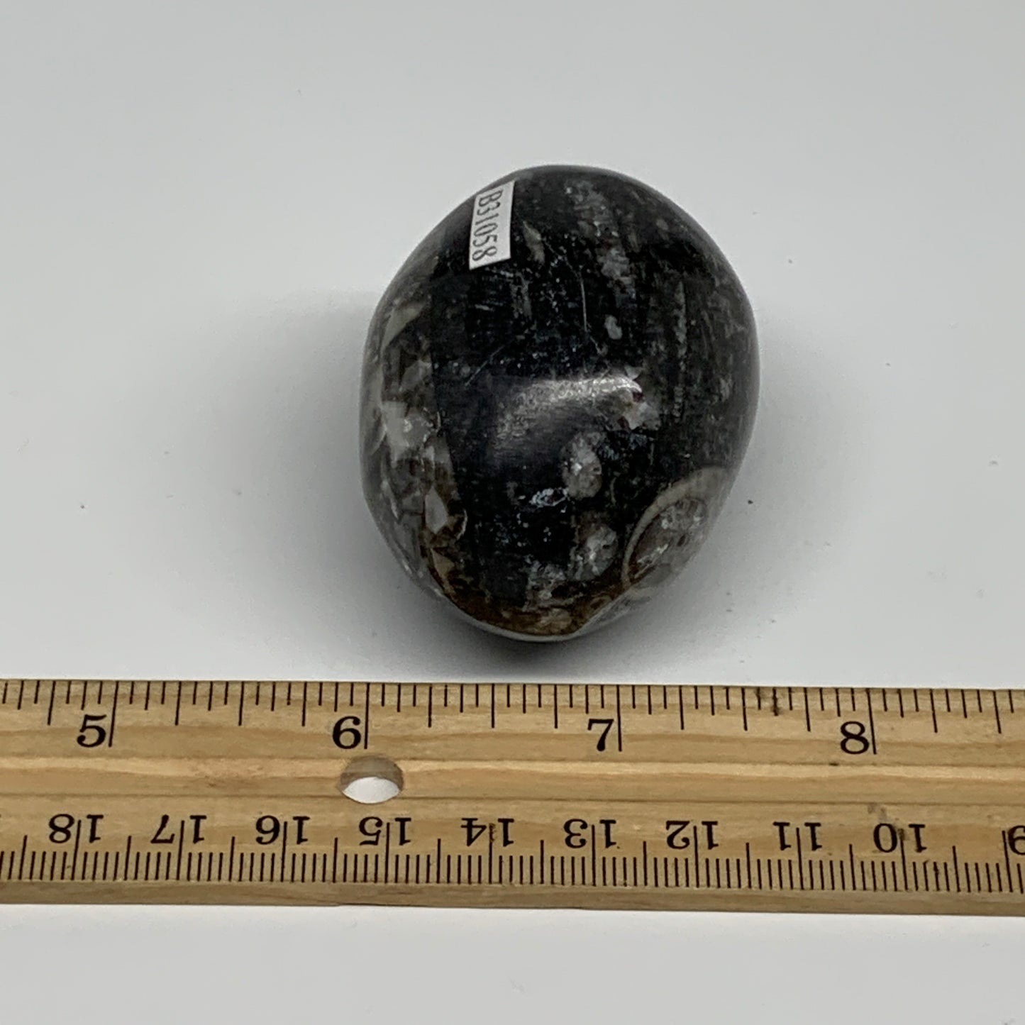 125.6g, 2.1"x1.6", Natural Fossil Orthoceras Stone Egg from Morocco, B31058