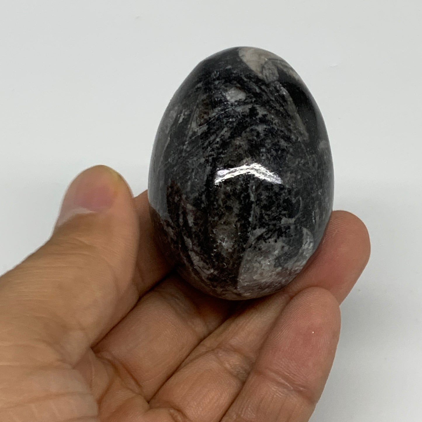 107g, 2"x1.5", Natural Fossil Orthoceras Stone Egg from Morocco, B31060