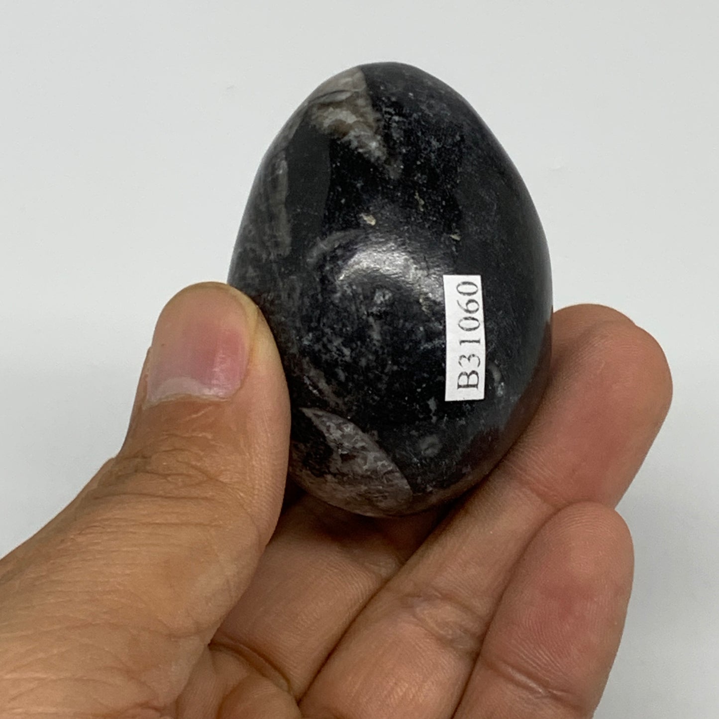 107g, 2"x1.5", Natural Fossil Orthoceras Stone Egg from Morocco, B31060