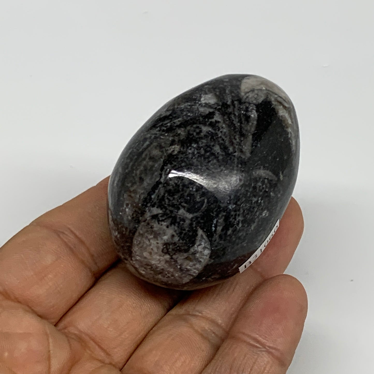 107g, 2"x1.5", Natural Fossil Orthoceras Stone Egg from Morocco, B31060