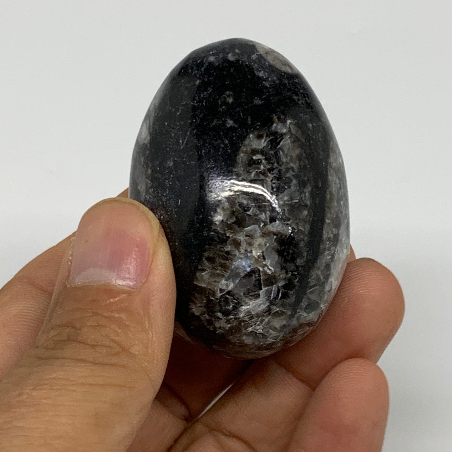 90.9g, 2"x1.3", Natural Fossil Orthoceras Stone Egg from Morocco, B31062