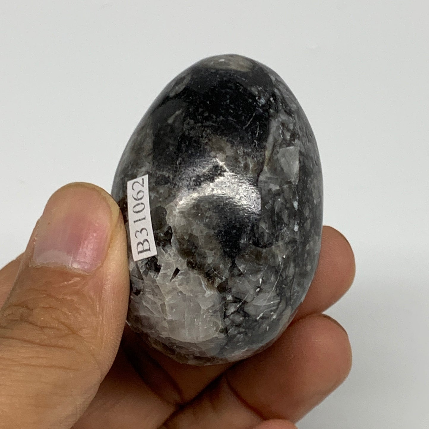 90.9g, 2"x1.3", Natural Fossil Orthoceras Stone Egg from Morocco, B31062