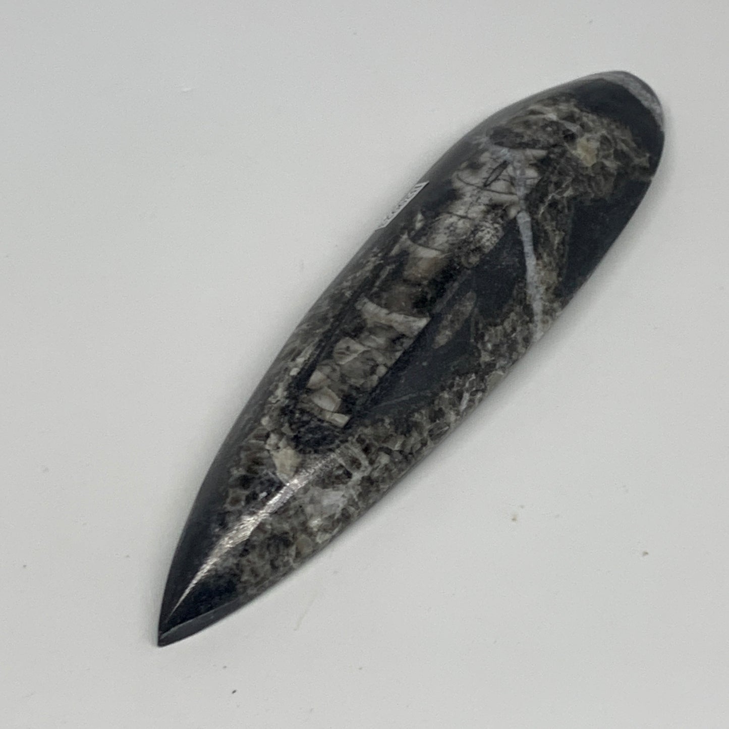 195.7g, 6.6"x1.7"x0.9" Fossils Orthoceras (straight horn) Squid @Morocco,B29923