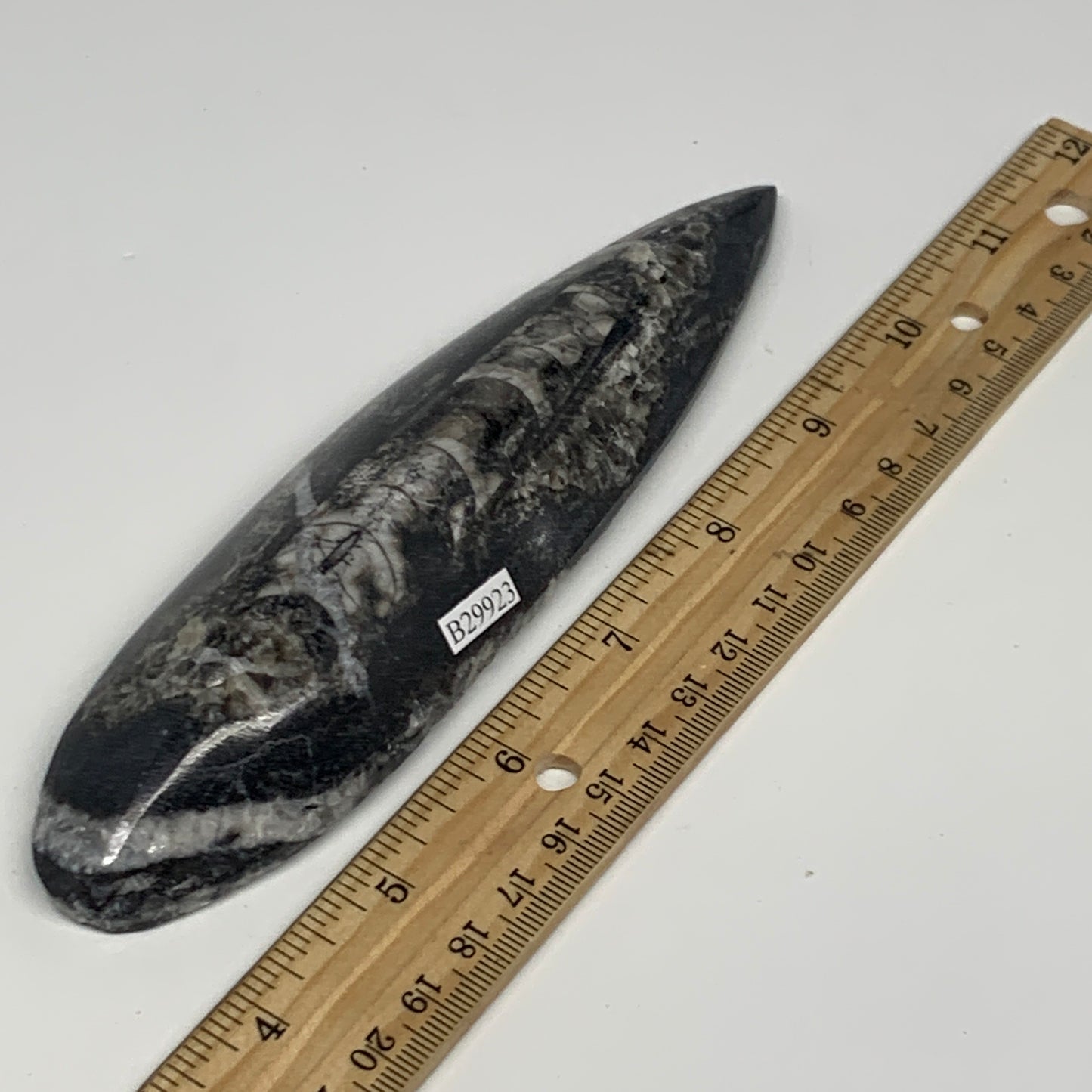 195.7g, 6.6"x1.7"x0.9" Fossils Orthoceras (straight horn) Squid @Morocco,B29923