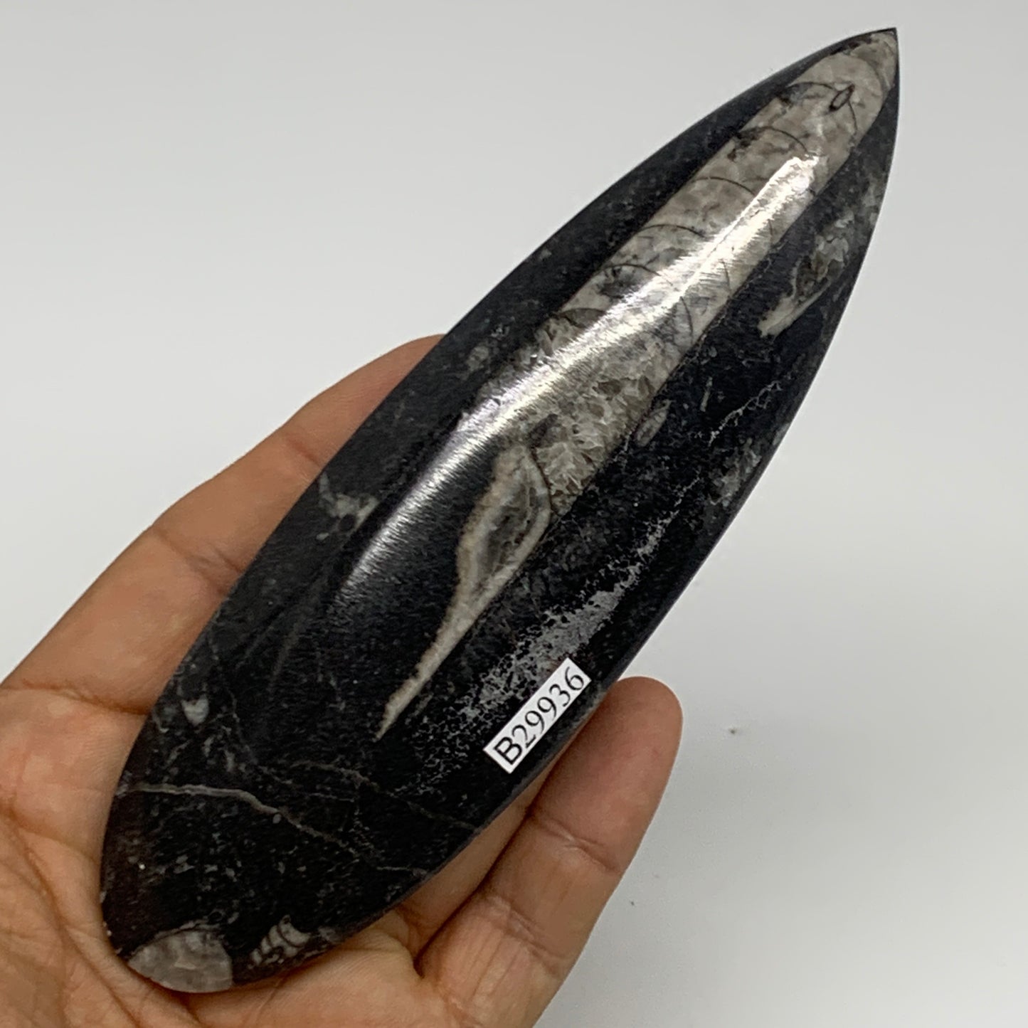 120.6g, 5.6"x1.7"x0.6" Fossils Orthoceras (straight horn) Squid @Morocco,B29936