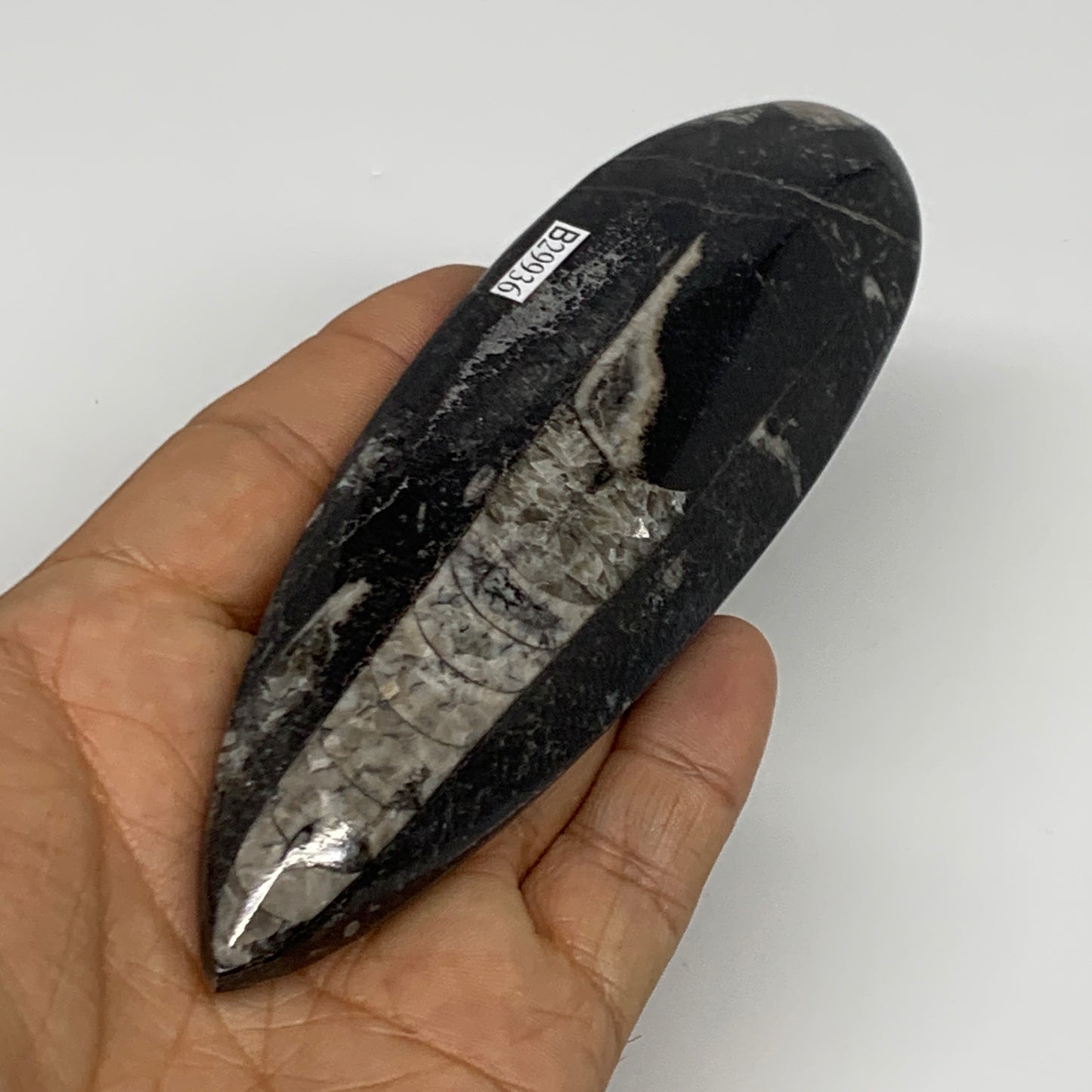 120.6g, 5.6"x1.7"x0.6" Fossils Orthoceras (straight horn) Squid @Morocco,B29936