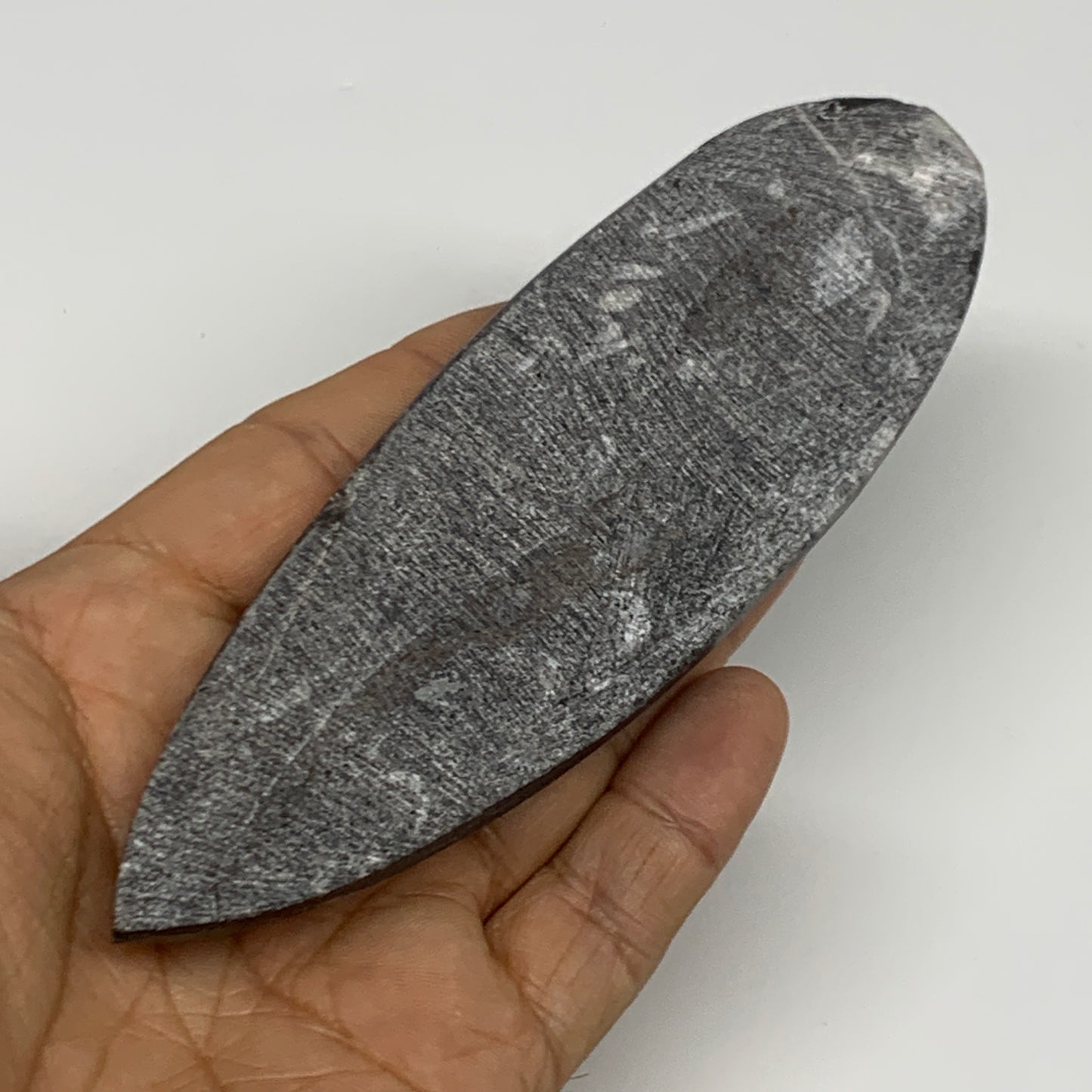 120.6g, 5.6"x1.7"x0.6" Fossils Orthoceras (straight horn) Squid @Morocco,B29936