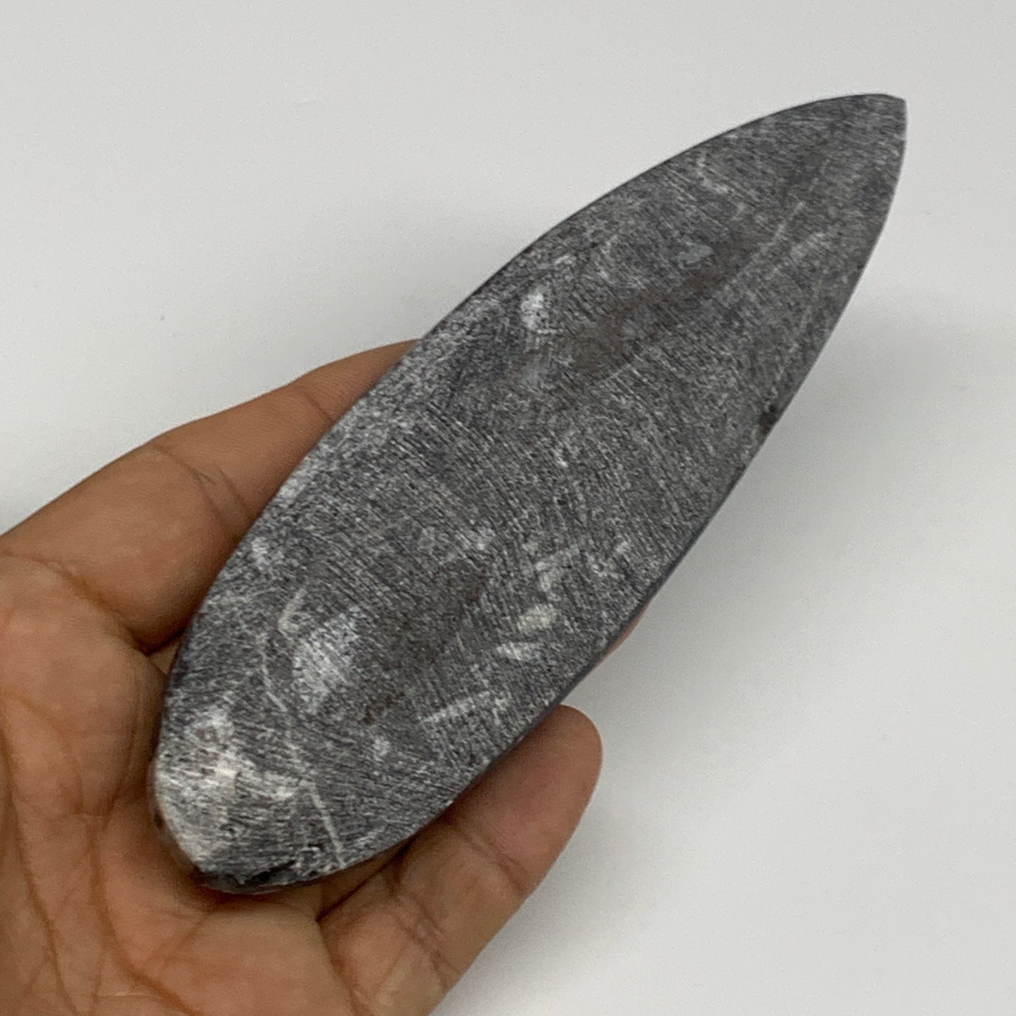 120.6g, 5.6"x1.7"x0.6" Fossils Orthoceras (straight horn) Squid @Morocco,B29936