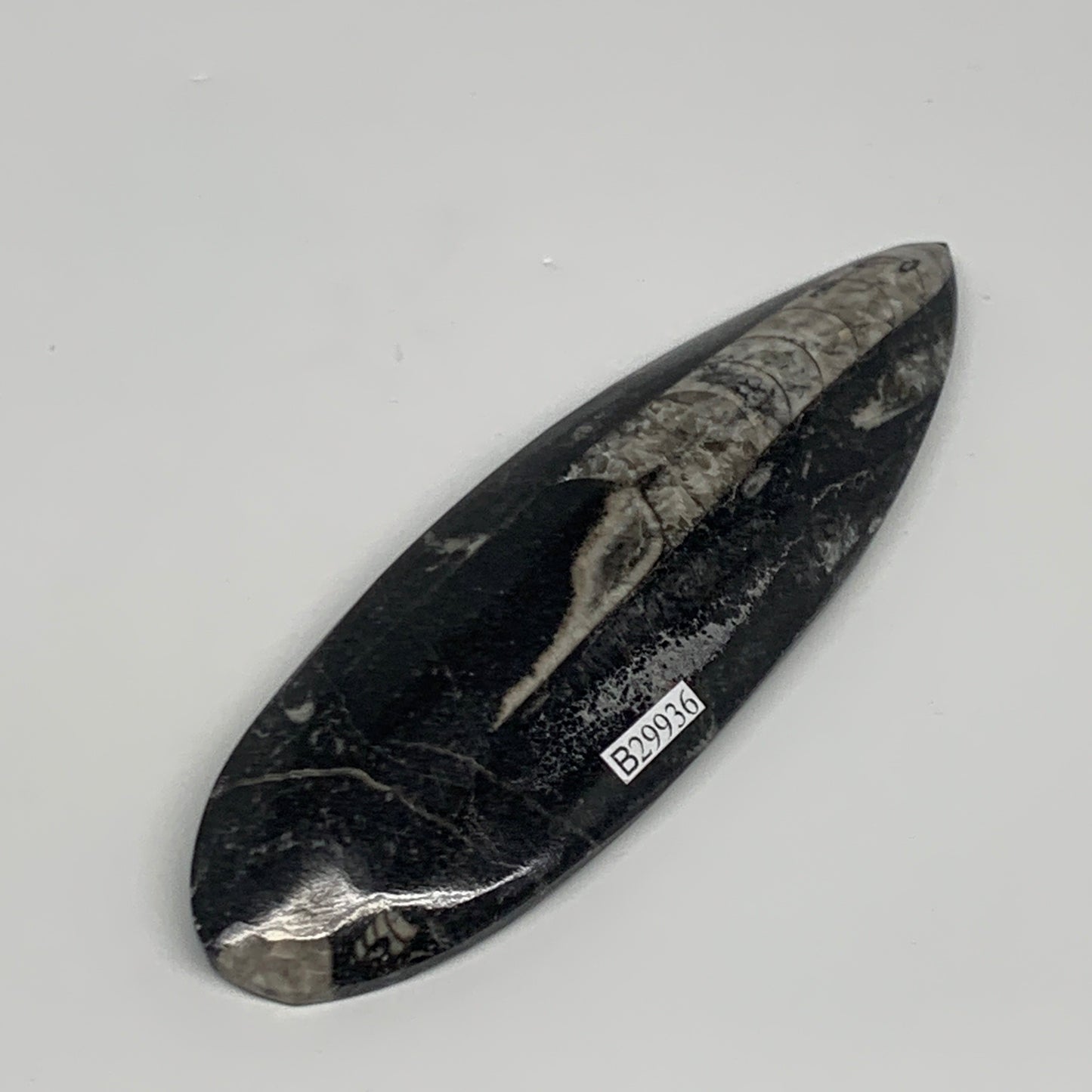 120.6g, 5.6"x1.7"x0.6" Fossils Orthoceras (straight horn) Squid @Morocco,B29936