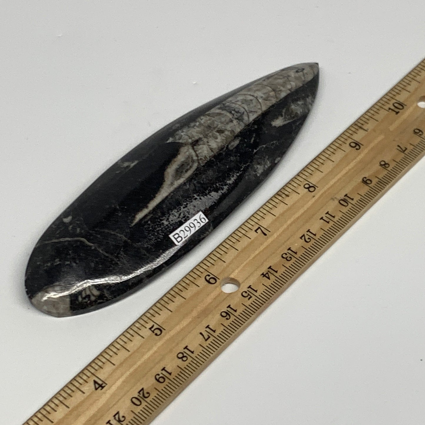 120.6g, 5.6"x1.7"x0.6" Fossils Orthoceras (straight horn) Squid @Morocco,B29936
