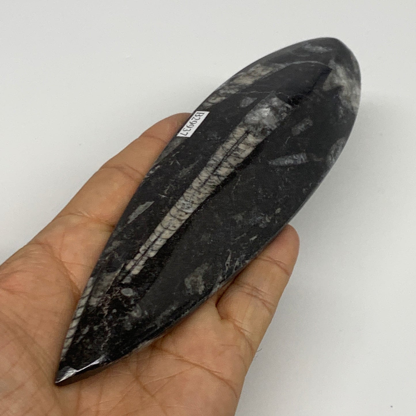 183.9g, 7.2"x1.9"x0.7" Fossils Orthoceras (straight horn) Squid @Morocco,B29937