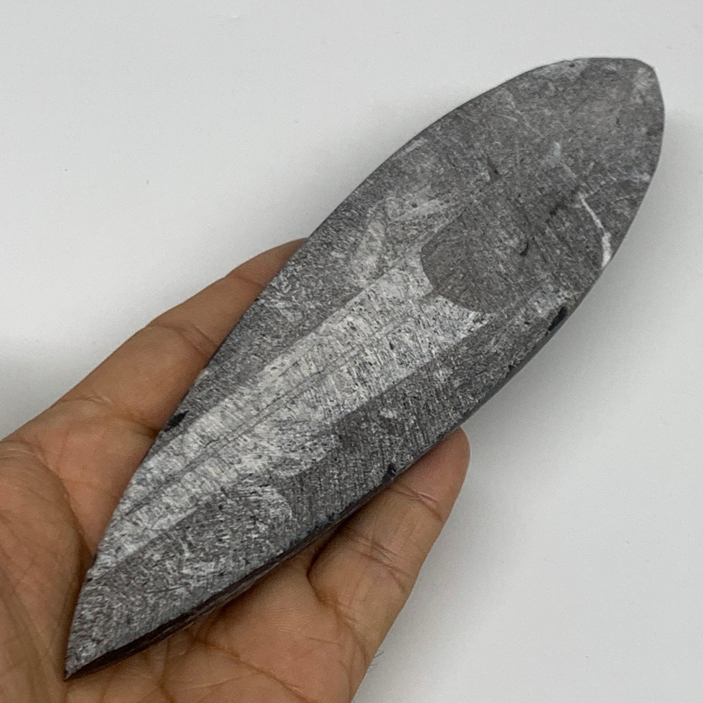 183.9g, 7.2"x1.9"x0.7" Fossils Orthoceras (straight horn) Squid @Morocco,B29937