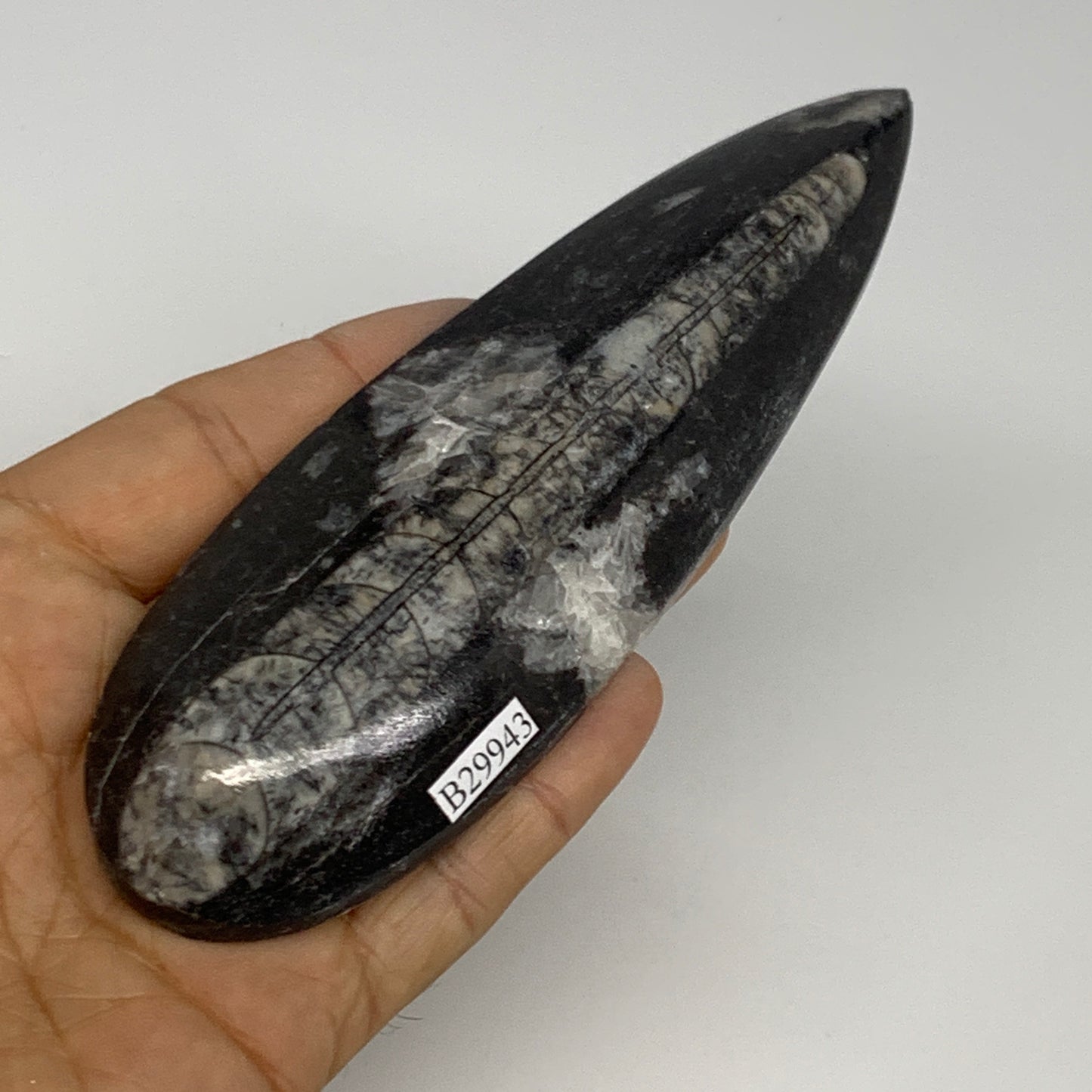 134.4g, 5.6"x1.7"x0.6" Fossils Orthoceras (straight horn) Squid @Morocco,B29943