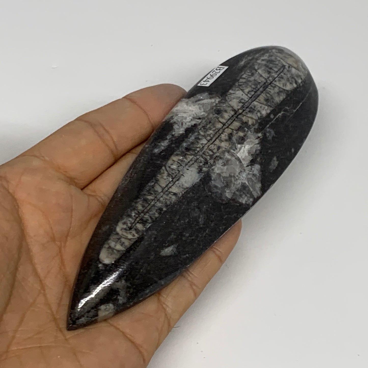 134.4g, 5.6"x1.7"x0.6" Fossils Orthoceras (straight horn) Squid @Morocco,B29943