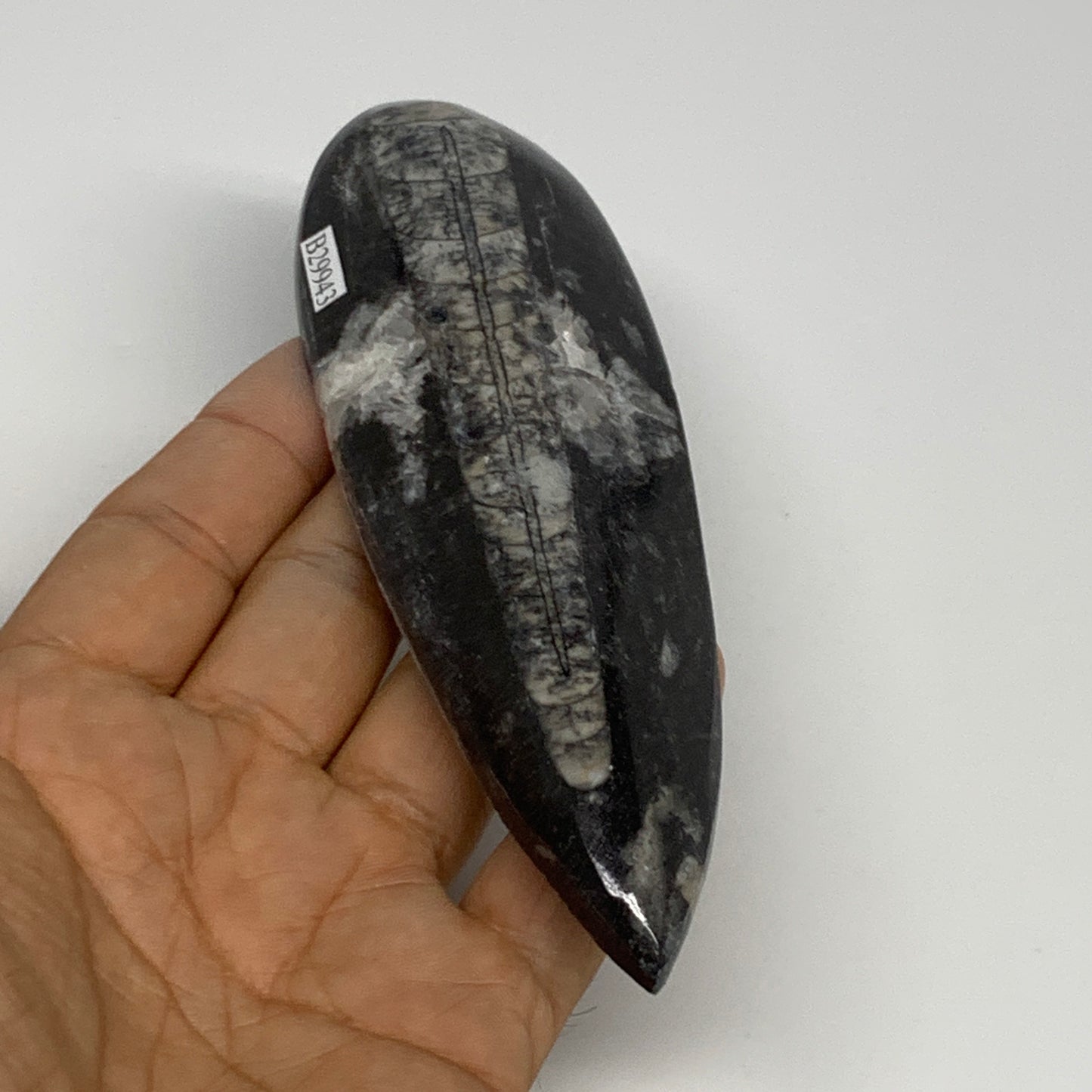 134.4g, 5.6"x1.7"x0.6" Fossils Orthoceras (straight horn) Squid @Morocco,B29943