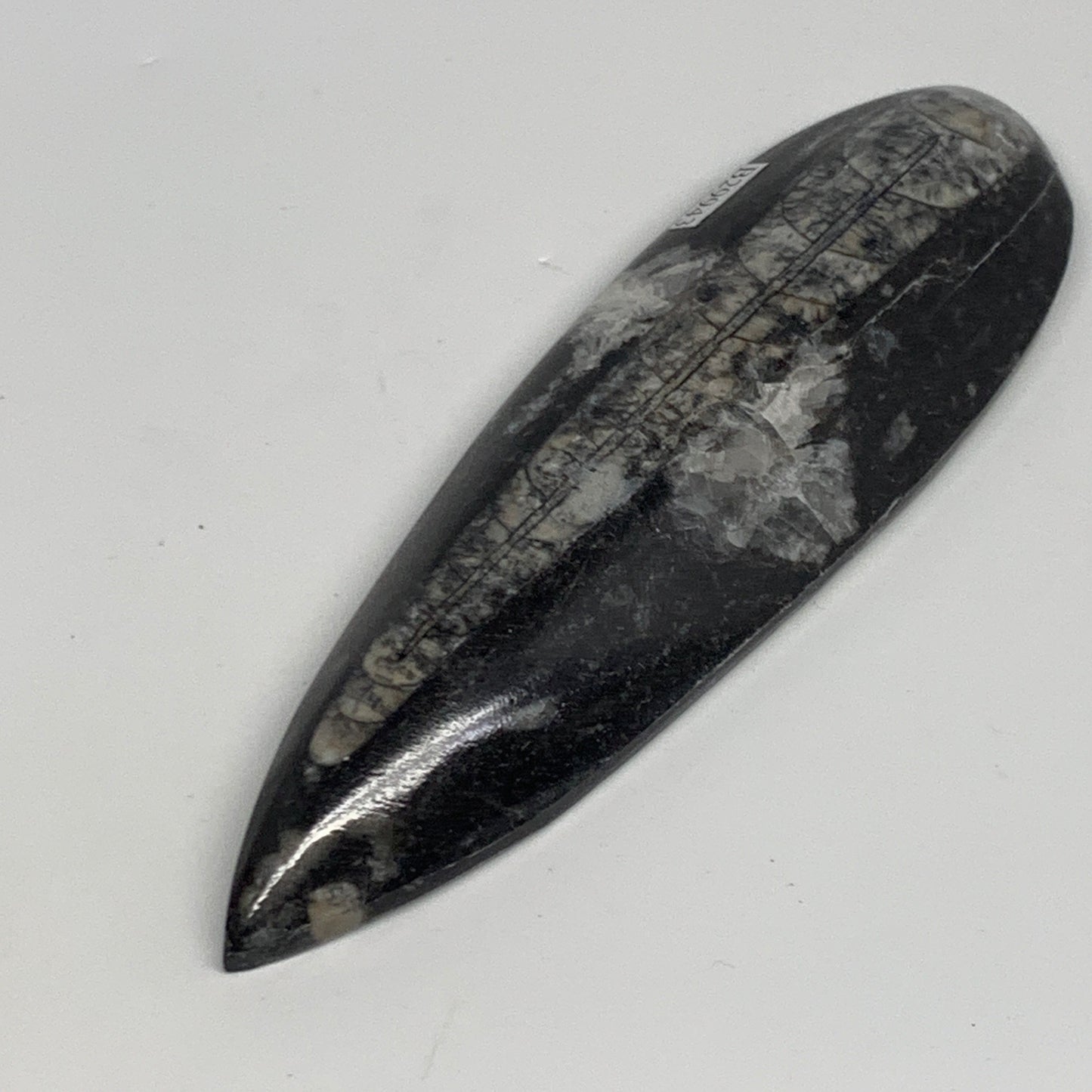 134.4g, 5.6"x1.7"x0.6" Fossils Orthoceras (straight horn) Squid @Morocco,B29943
