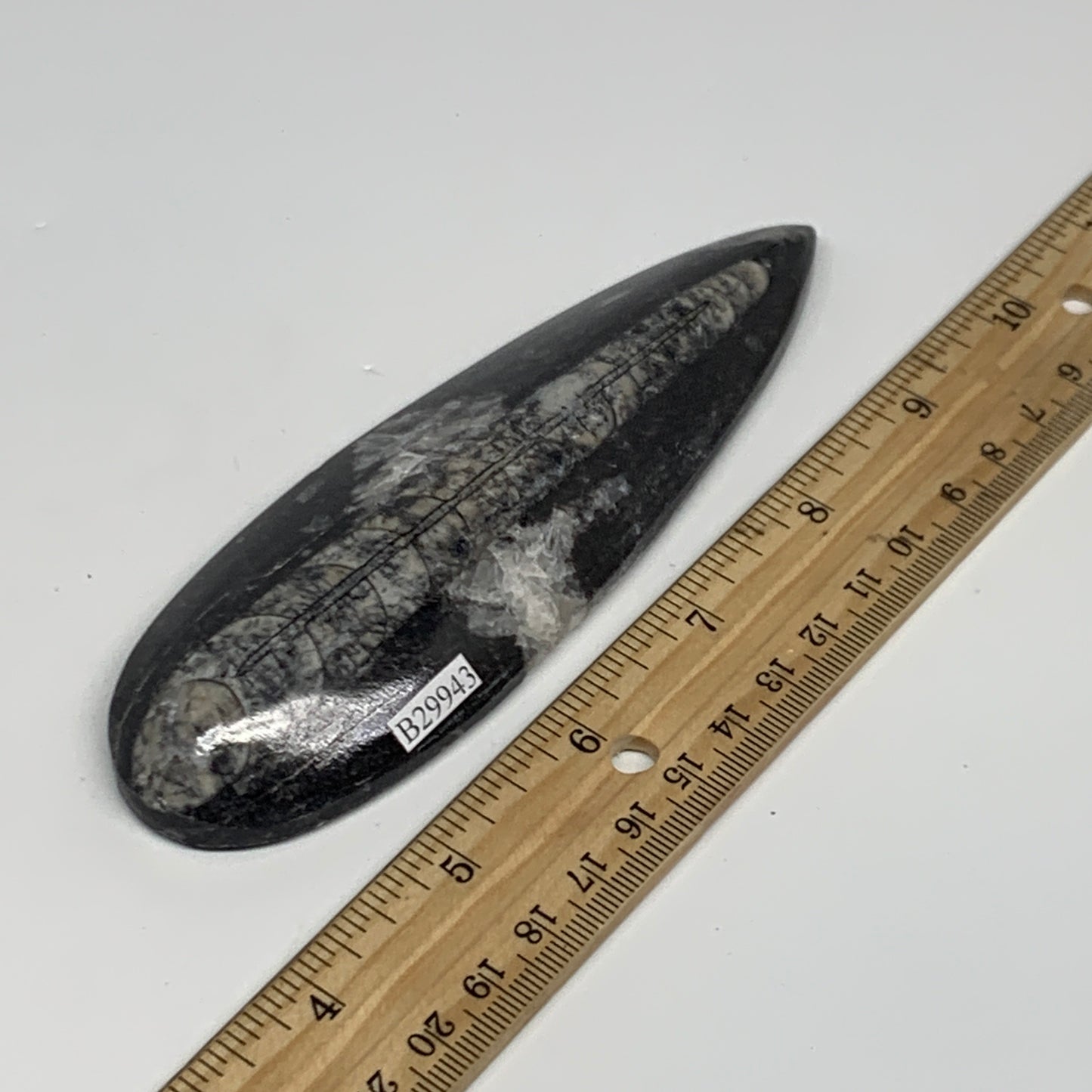 134.4g, 5.6"x1.7"x0.6" Fossils Orthoceras (straight horn) Squid @Morocco,B29943