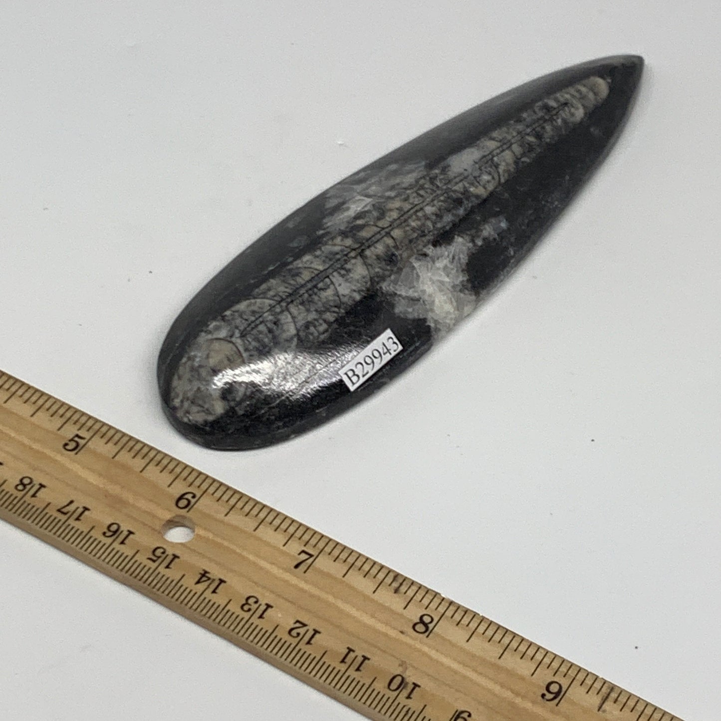 134.4g, 5.6"x1.7"x0.6" Fossils Orthoceras (straight horn) Squid @Morocco,B29943