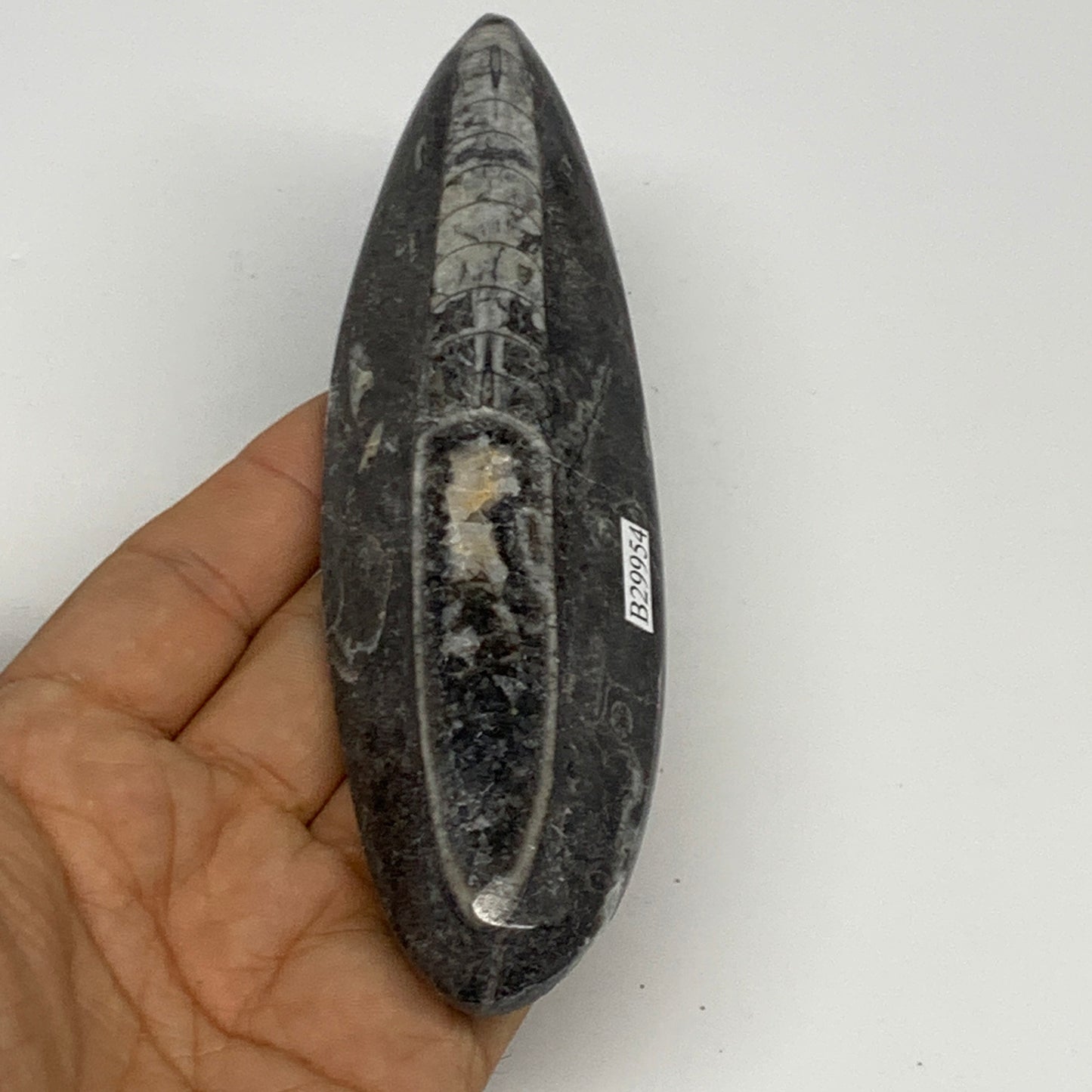 129.2g, 5.9"x1.6"x0.6" Fossils Orthoceras (straight horn) Squid @Morocco,B29954