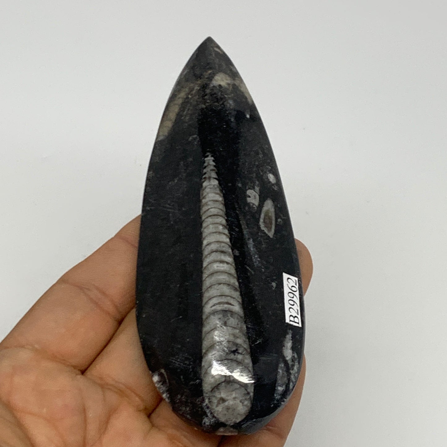90.9g, 4.8"x1.6"x0.6" Fossils Orthoceras (straight horn) Squid @Morocco,B29962
